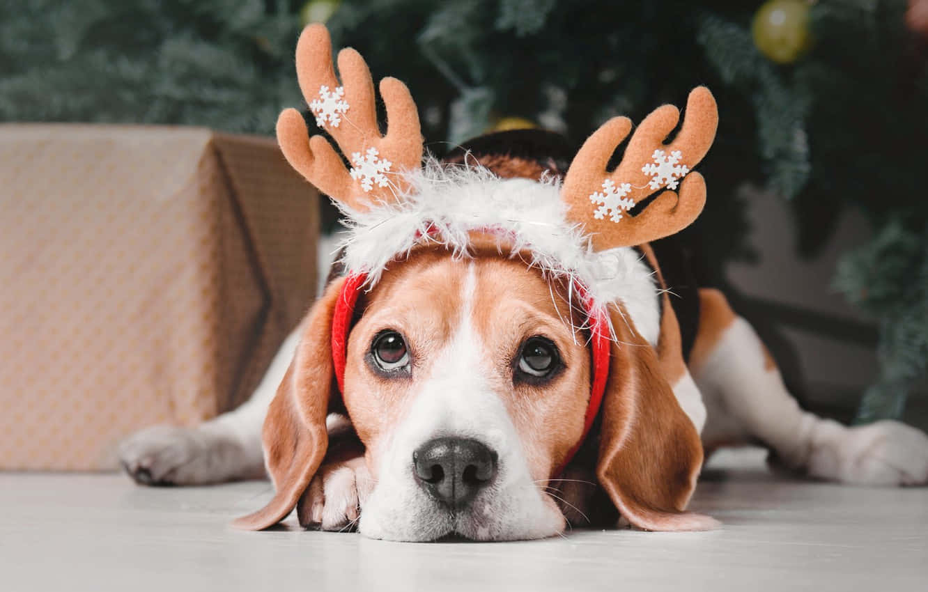 beagle, reindeer antlers, snowflakes, HD Desktop Wallpaper