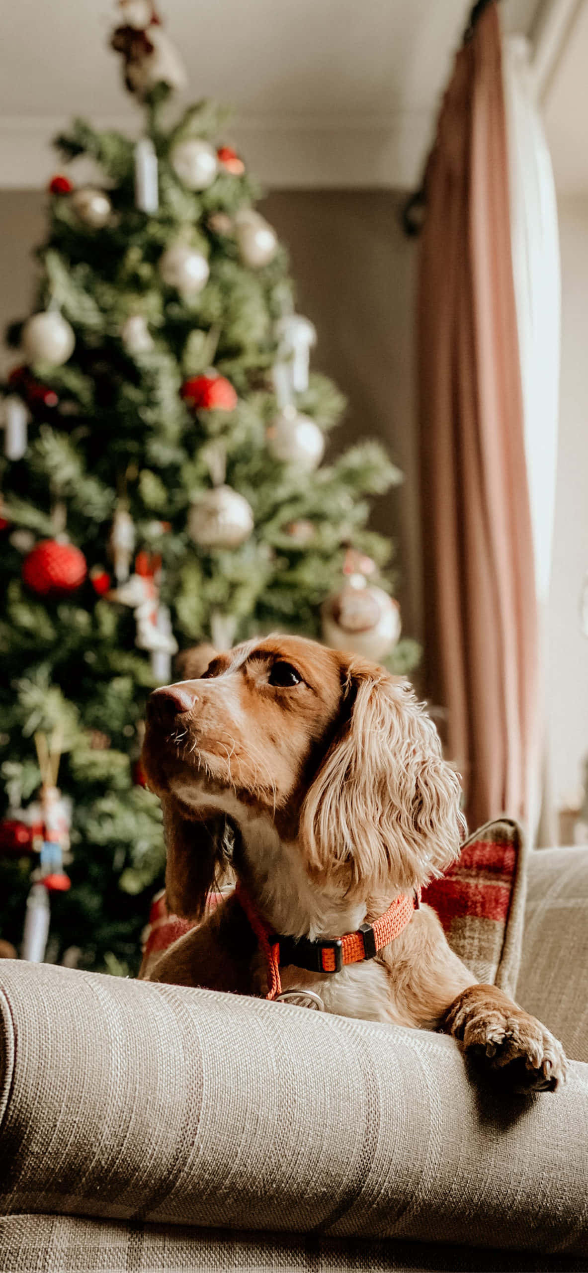 Christmas Dog, couch, decorated Christmas tree, 2K Phone Wallpaper