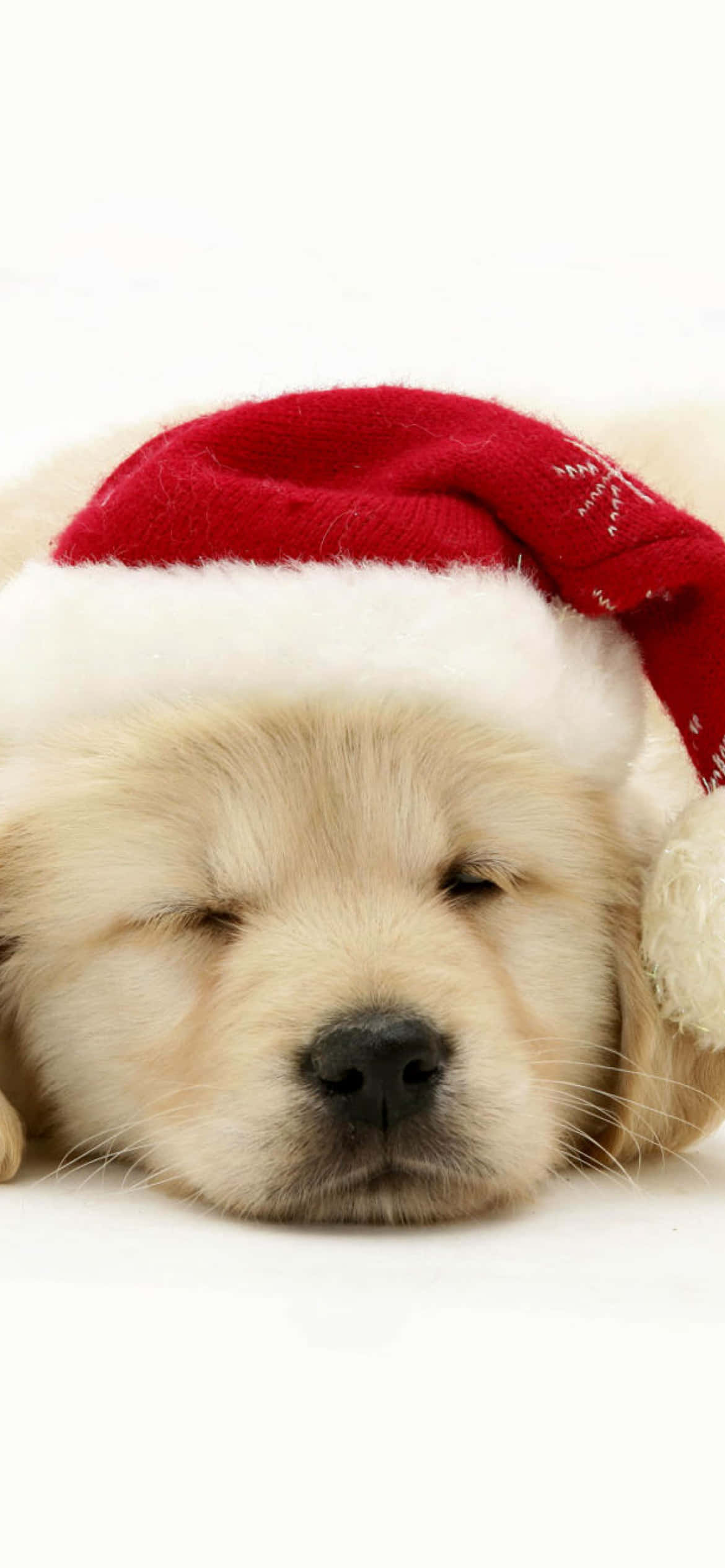 Christmas Dog, fluffy golden puppy, red Santa hat, Full HD Phone Wallpaper