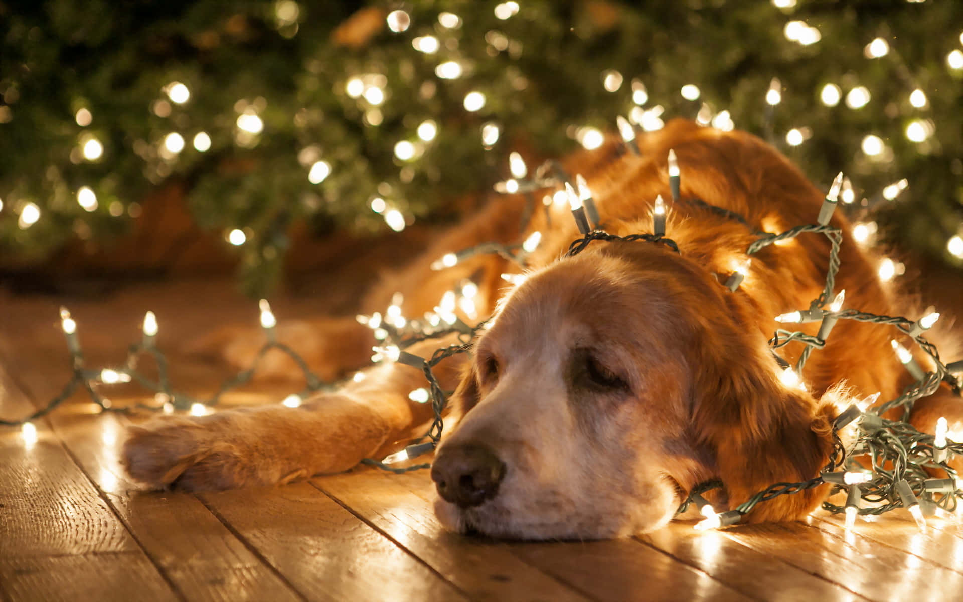 Christmas Dog, golden retriever, Christmas tree, Full HD Desktop Wallpaper