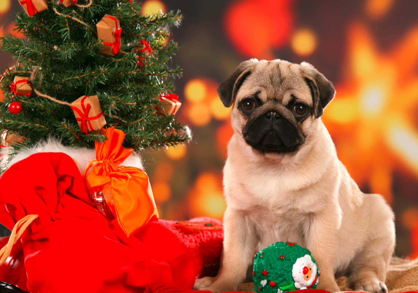 Christmas Dog, pug puppy, decorated Christmas tree, HD Desktop Wallpaper