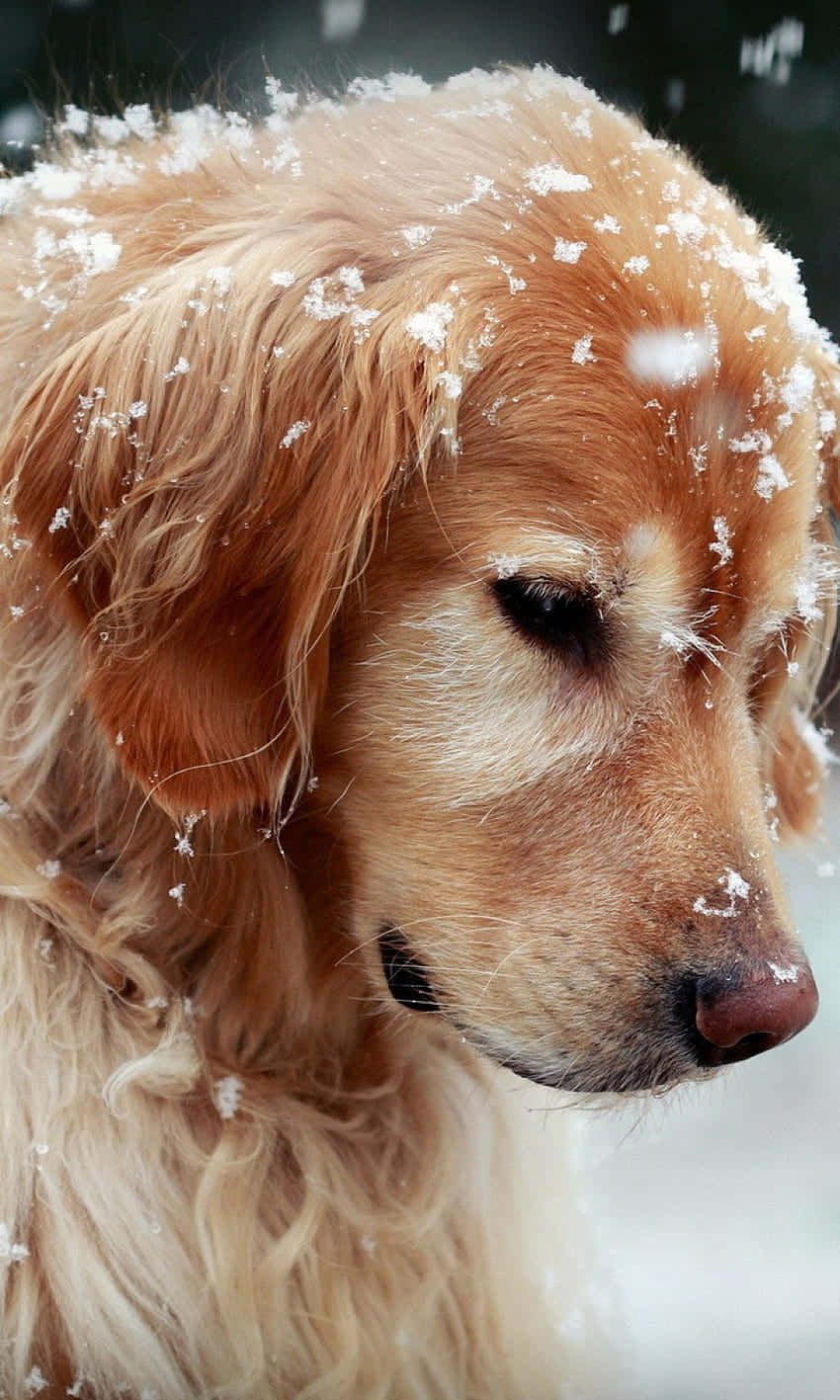 golden retriever, snowflakes, winter scene, HD Phone Wallpaper