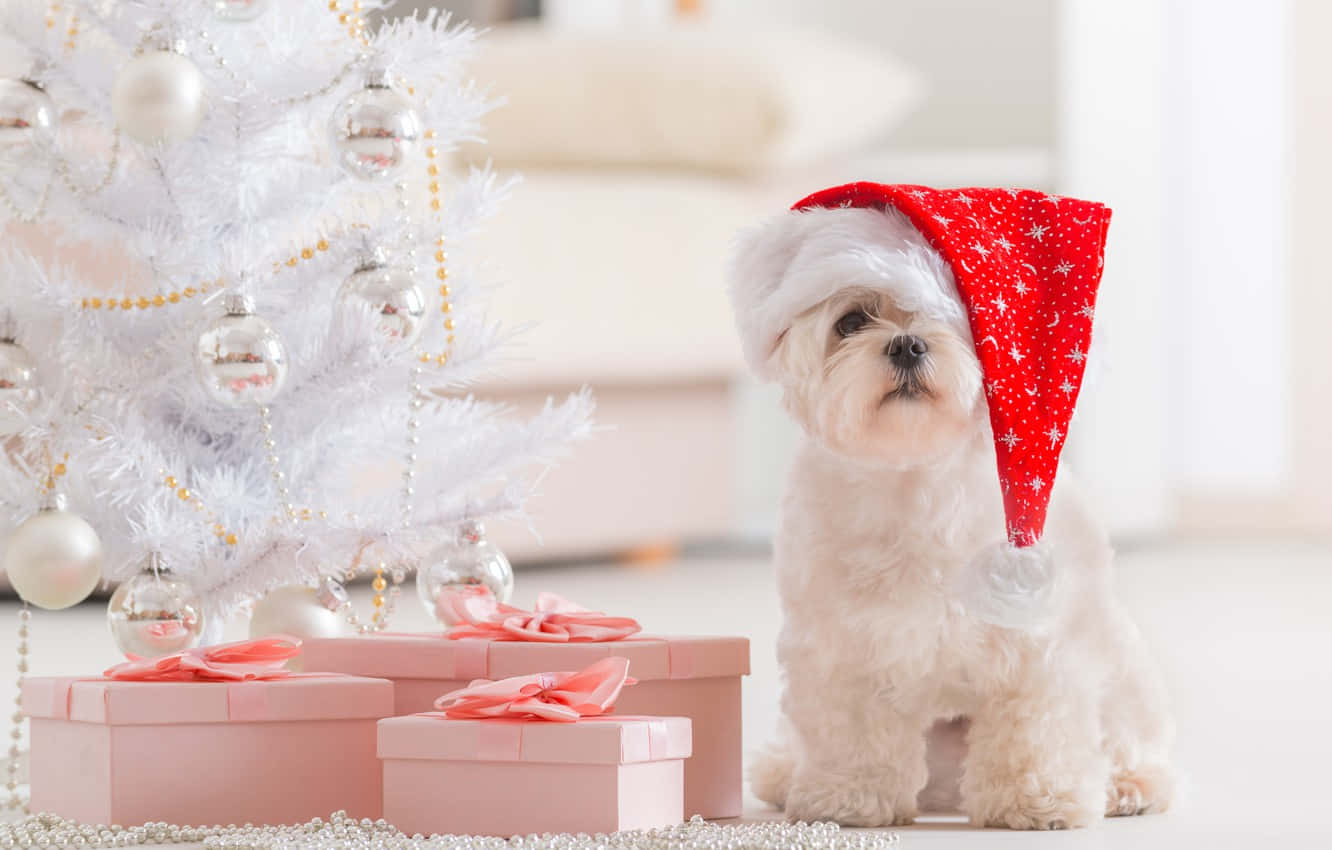 Christmas Dog, pink gift boxes, white Christmas tree, HD Desktop Wallpaper