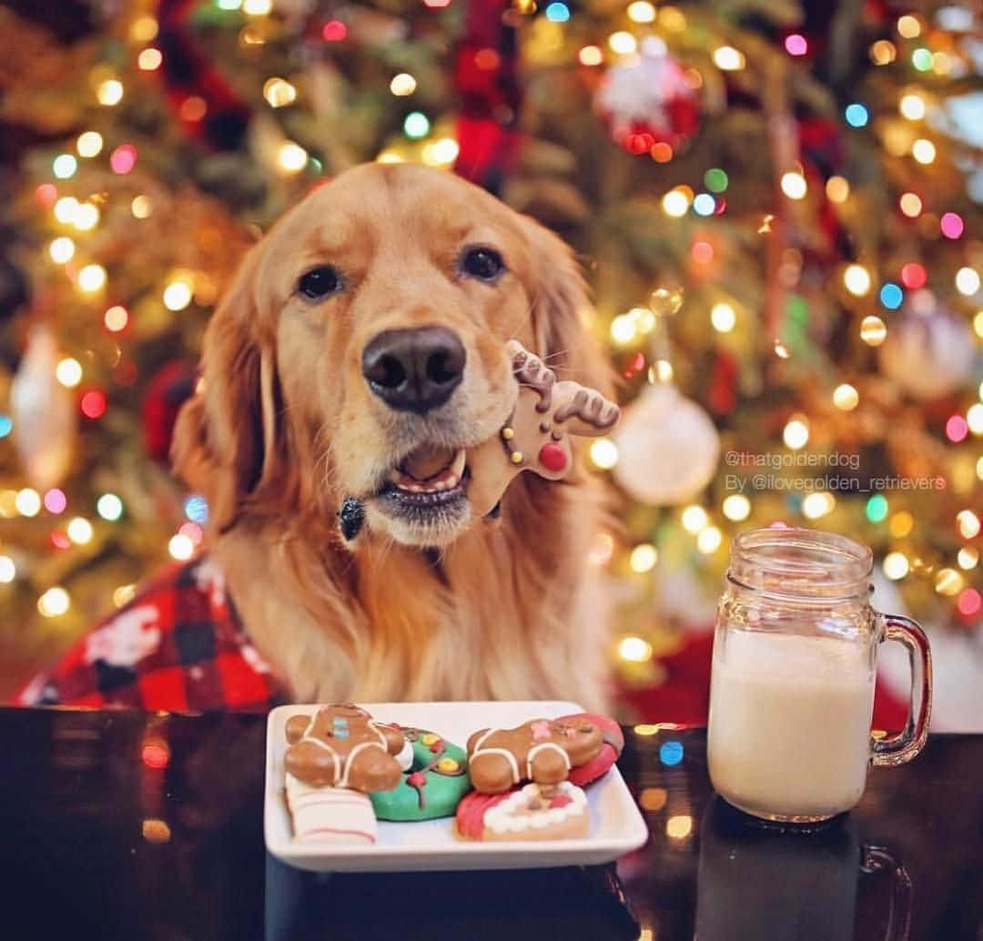 golden retriever, plaid shirt, reindeer cookie, SD Desktop Wallpaper