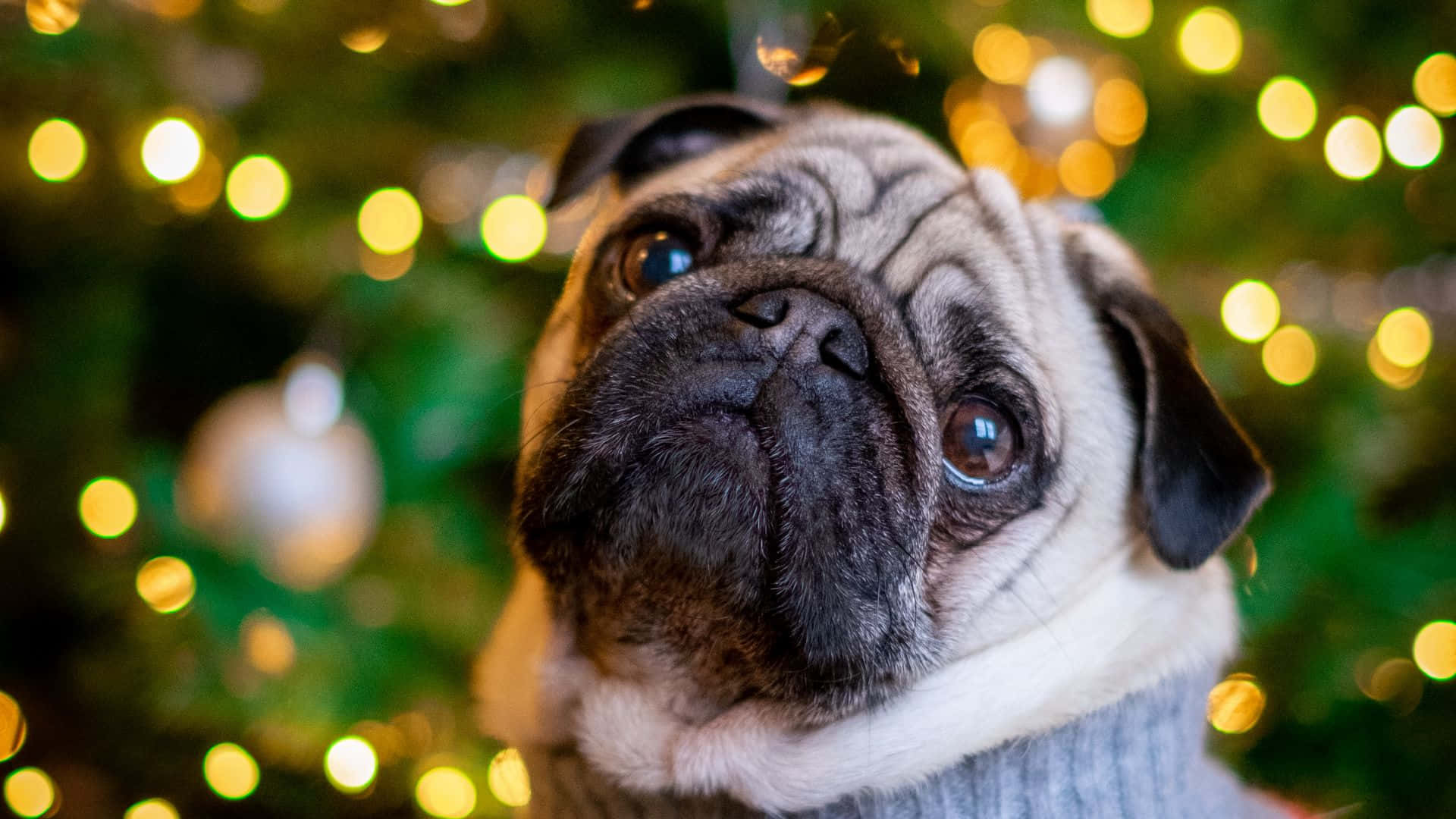 pug dog, sweater, Christmas tree, Full HD Desktop Wallpaper