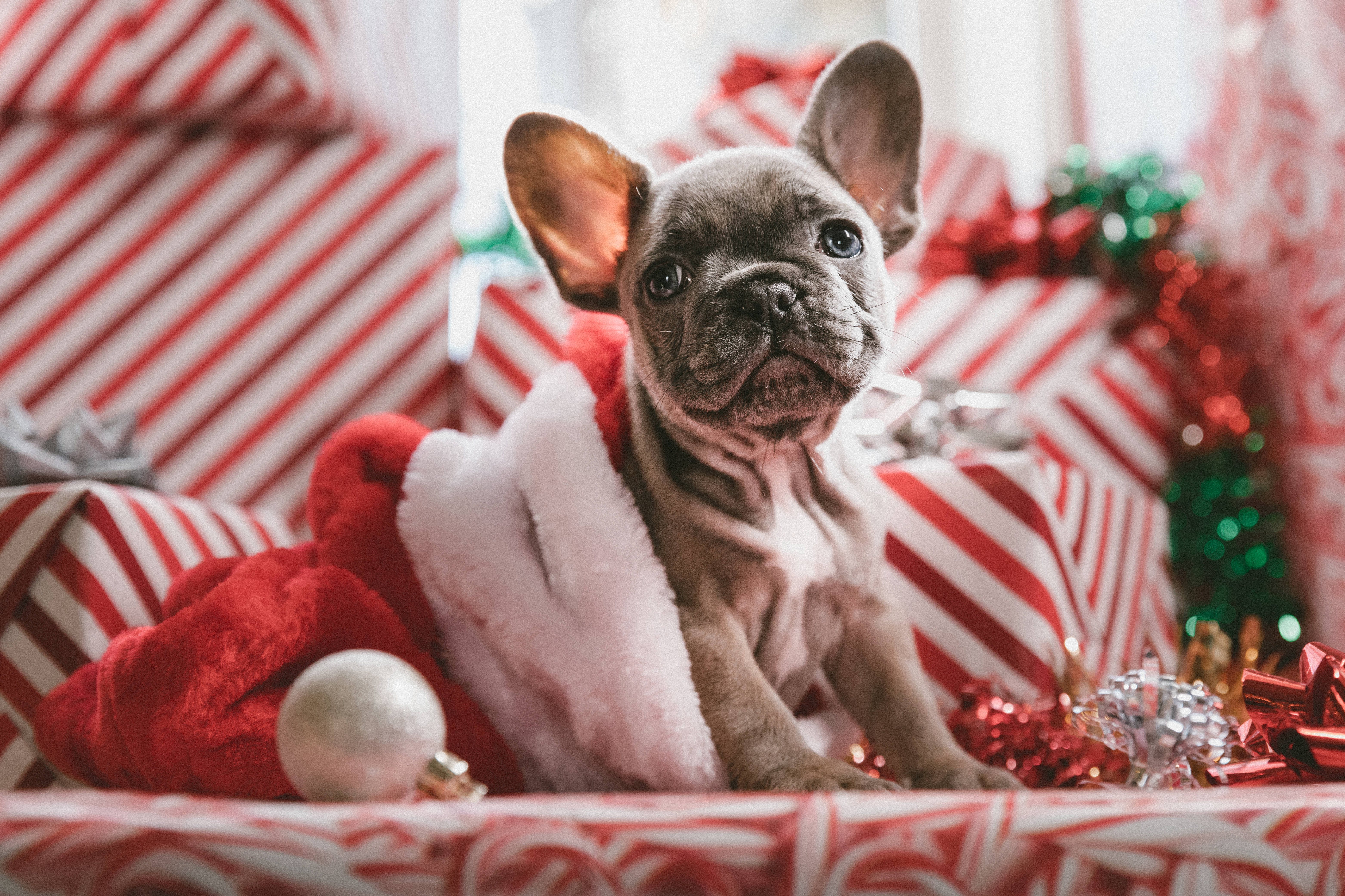 gray French bulldog puppy, red Santa hat, red and white striped Christmas presents, 5K Desktop Wallpaper