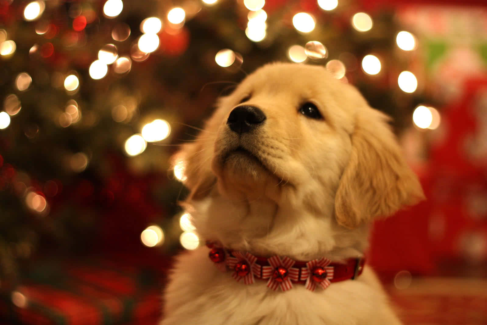 golden retriever puppy, red bow collar, glowing Christmas lights, HD Desktop Wallpaper