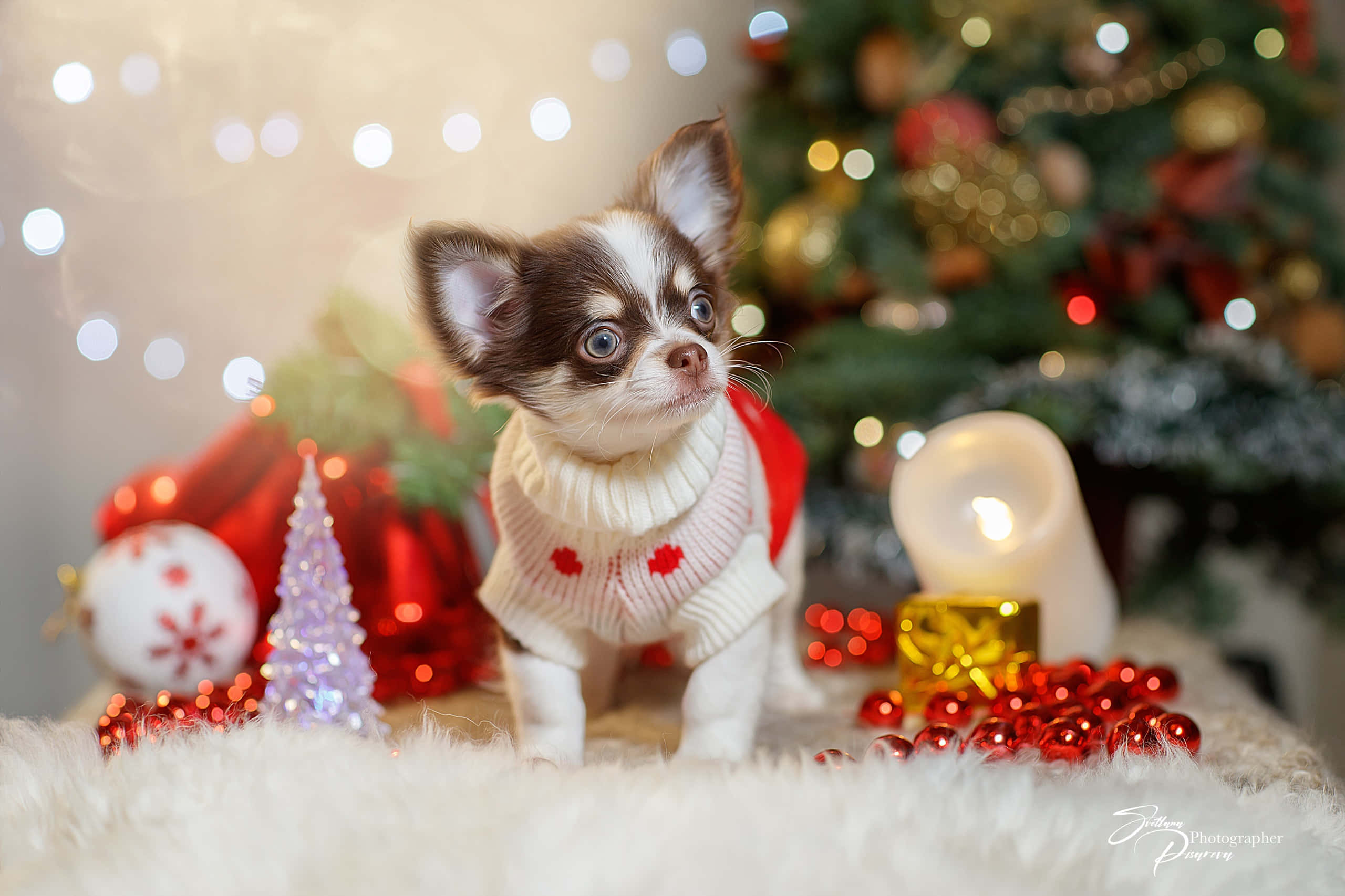 baby chihuahua dog, red and white sweater, fluffy white fur, 2K Desktop Wallpaper