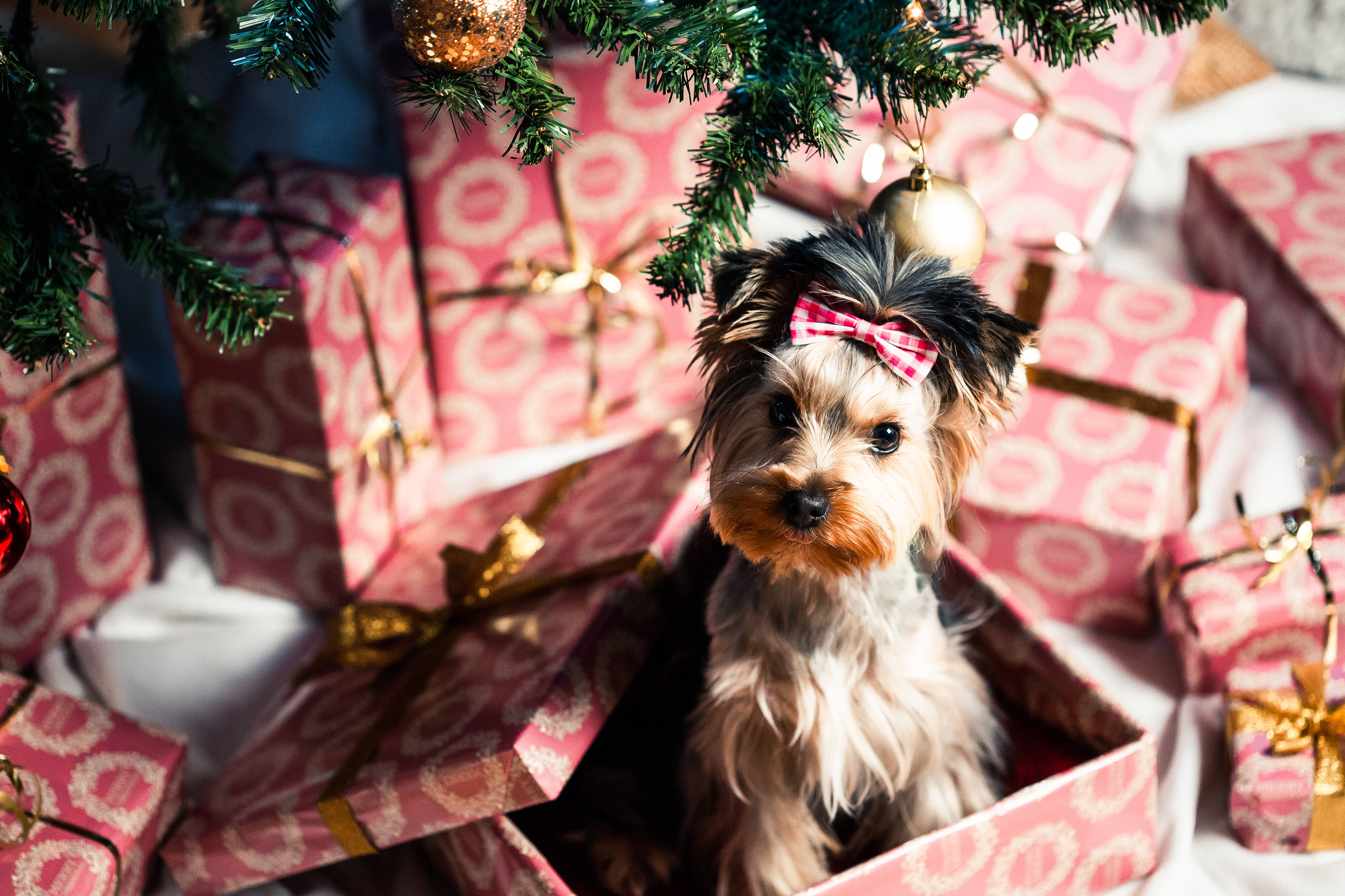 Yorkshire terrier, red bow, pink patterned Christmas gifts, 4K Desktop Wallpaper