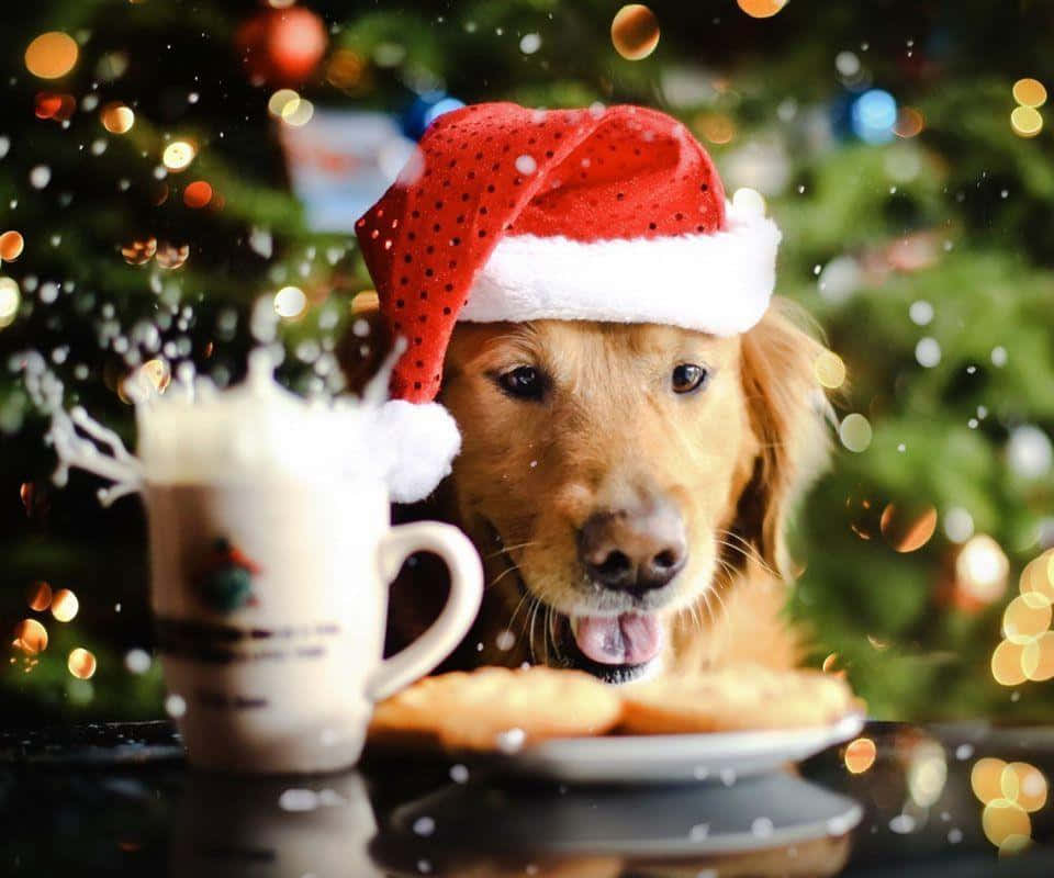 golden retriever, red Santa hat, cookies, SD Desktop Wallpaper