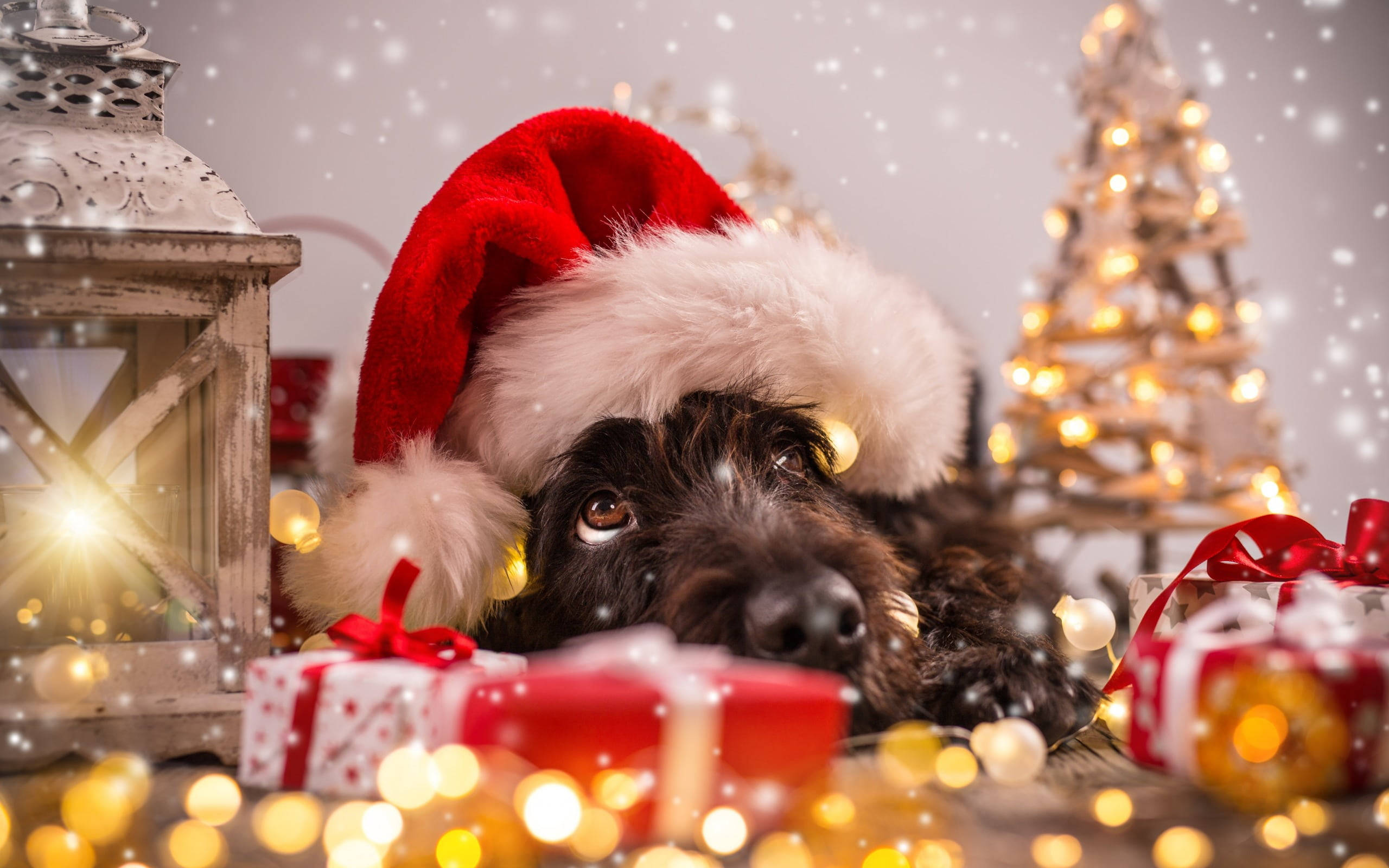 fluffy black dog, red Santa hat, glowing Christmas gifts, 2K Desktop Wallpaper