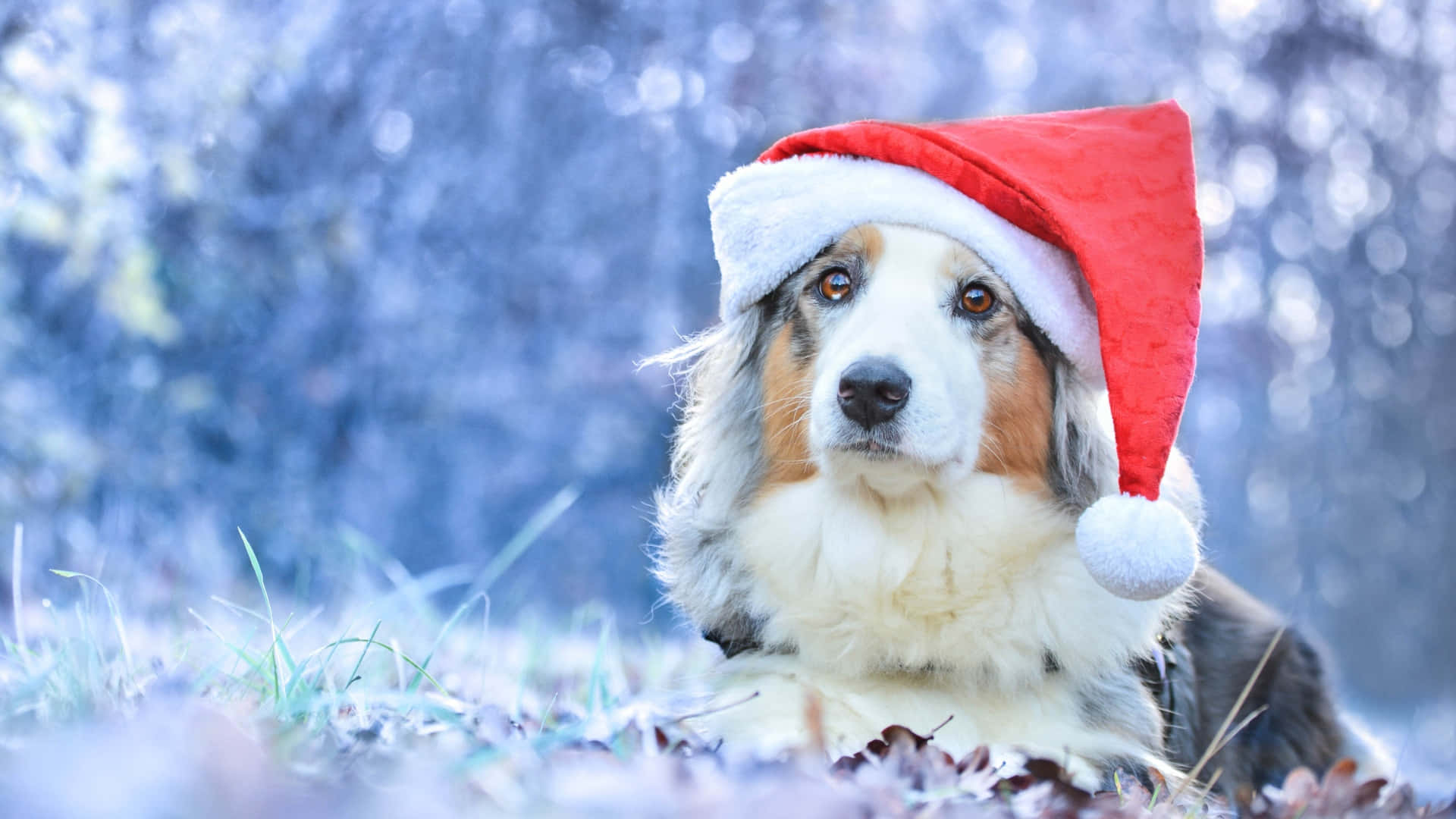 fluffy dog, red Santa hat, frosty winter field, Full HD Desktop Wallpaper