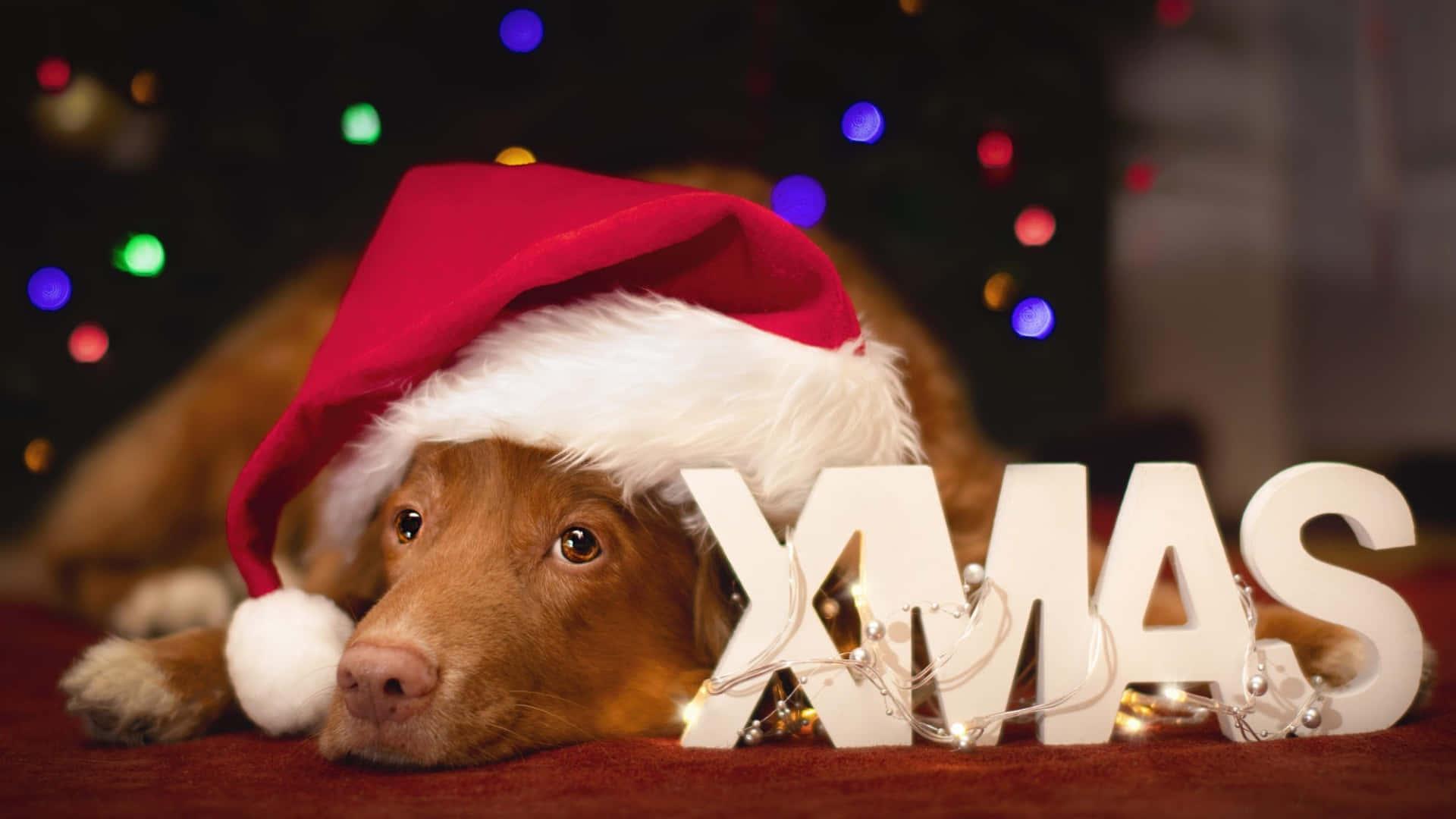 brown dog, red Santa hat, white XMAS letters, Full HD Desktop Wallpaper