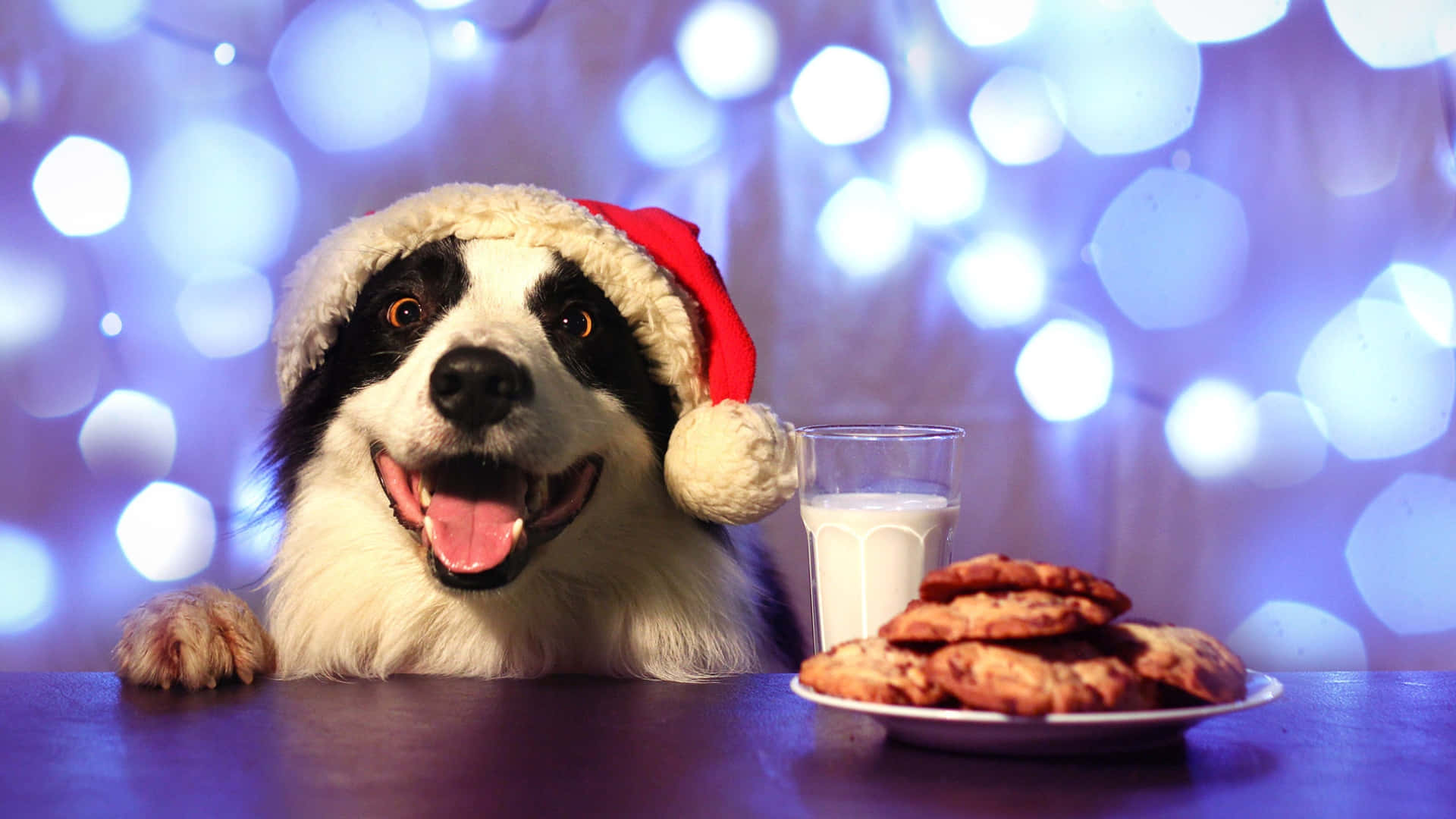black and white dog, red Santa hat, glass of milk, Full HD Desktop Wallpaper