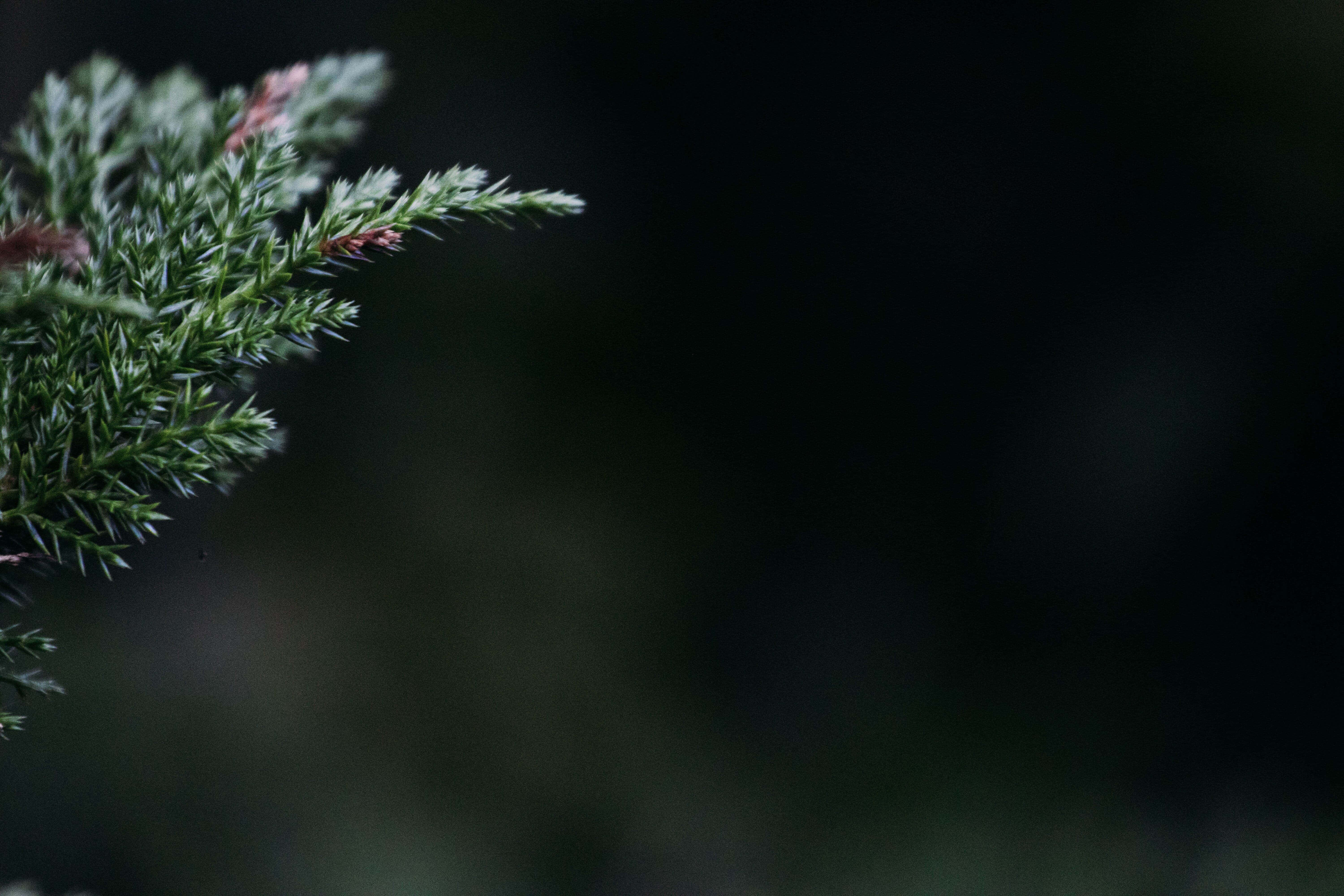 Dark Christmas Eve, vibrant green conifer branch, sharp needles, 5K Desktop Wallpaper