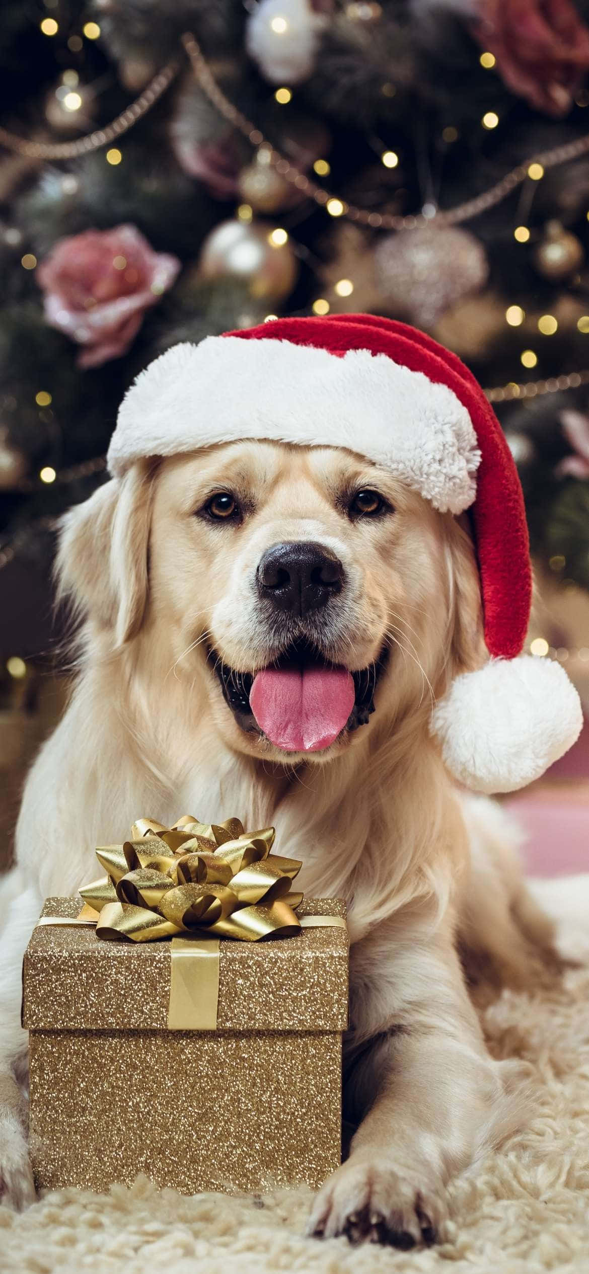 Christmas Eve, golden retriever, red Santa hat, Full HD Phone Wallpaper