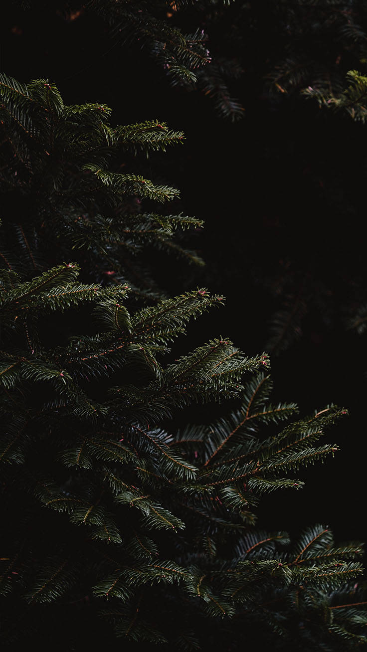 Black Christmas, dark pine branches, sharp needles, HD Phone Wallpaper