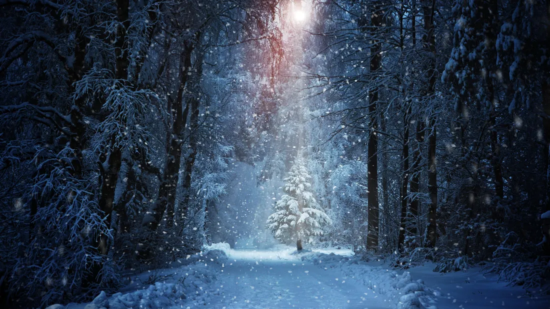 Christmas Forest
