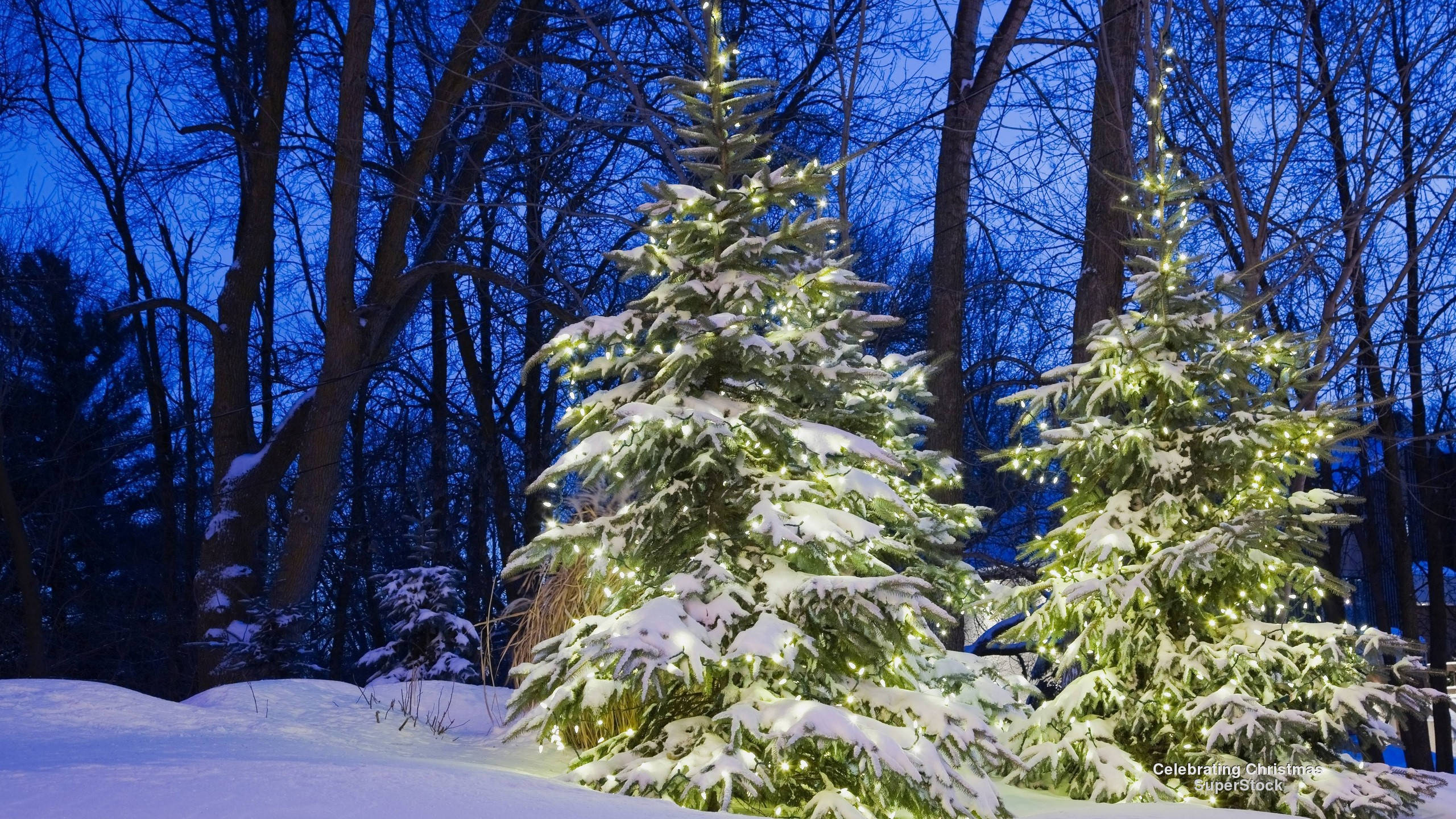 Christmas Forest, evergreen trees, string lights, 2K Desktop Wallpaper
