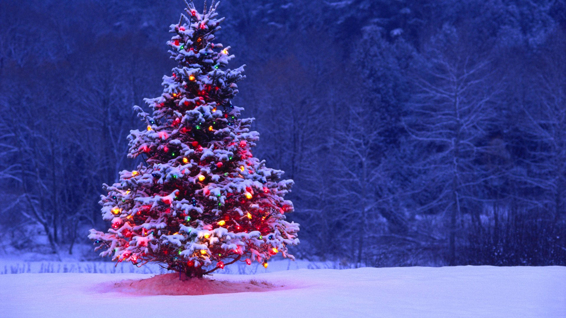 Christmas Forest, snow-covered Christmas tree, colorful lights, Full HD Desktop Wallpaper