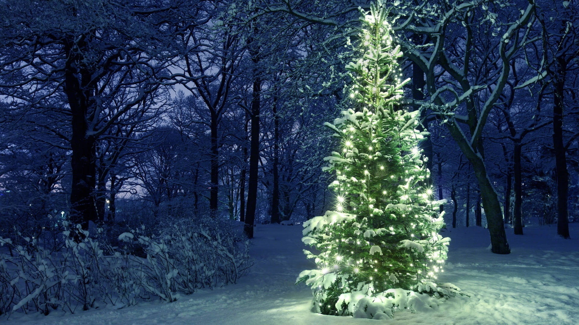 Christmas Forest, snow-covered evergreen tree, warm lights, Full HD Desktop Wallpaper