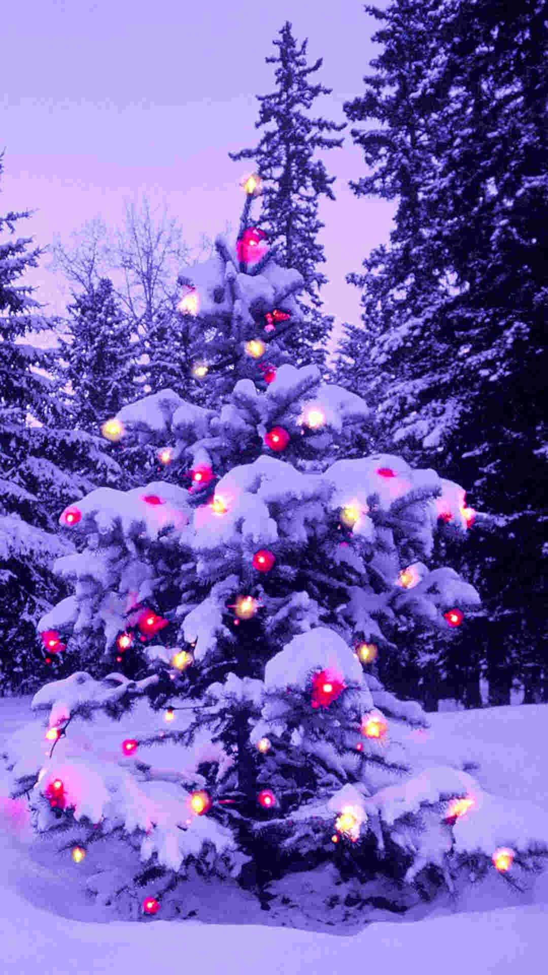 Christmas Forest, snow-covered evergreen tree, red and yellow lights, Full HD Phone Wallpaper