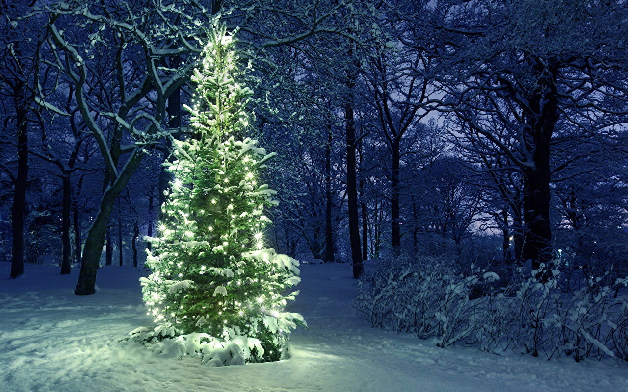 Christmas Forest, snow-covered evergreen tree, warm lights, HD Desktop Wallpaper