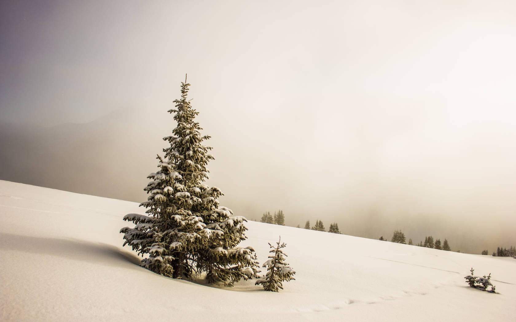 Christmas Forest, snow-laden evergreen tree, misty snowy slope, HD Desktop Wallpaper