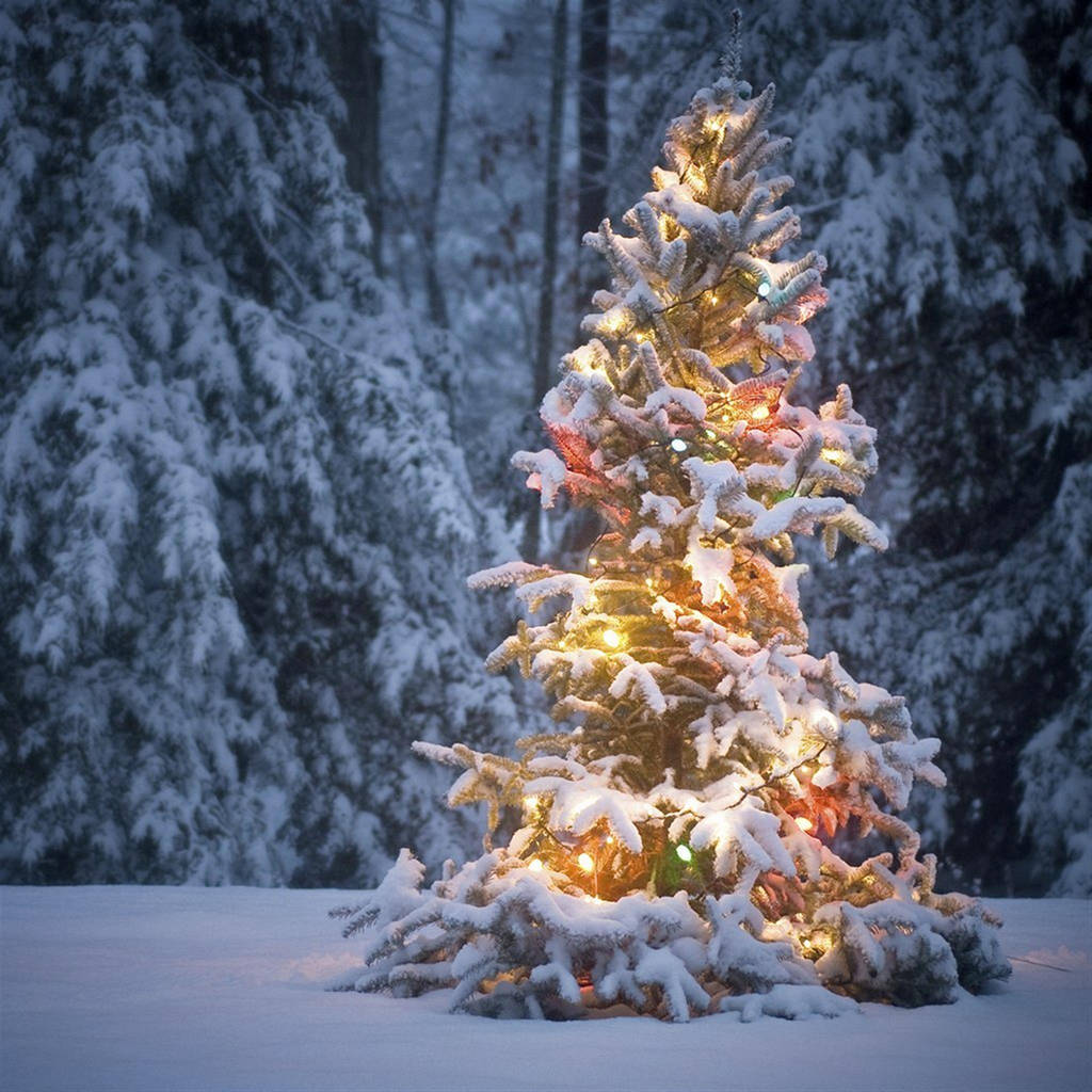 Christmas Forest, snow-covered evergreen tree, string lights, SD Desktop Wallpaper