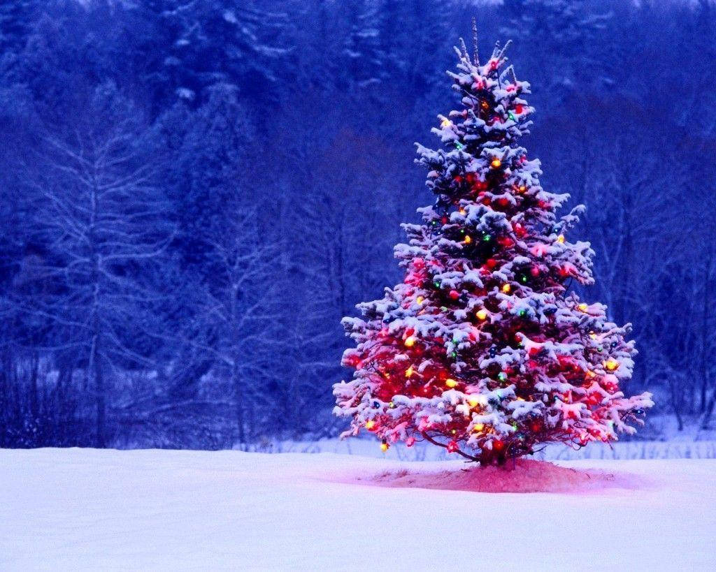 colorful Christmas tree, blue forest, snow-covered Christmas tree, SD Desktop Wallpaper