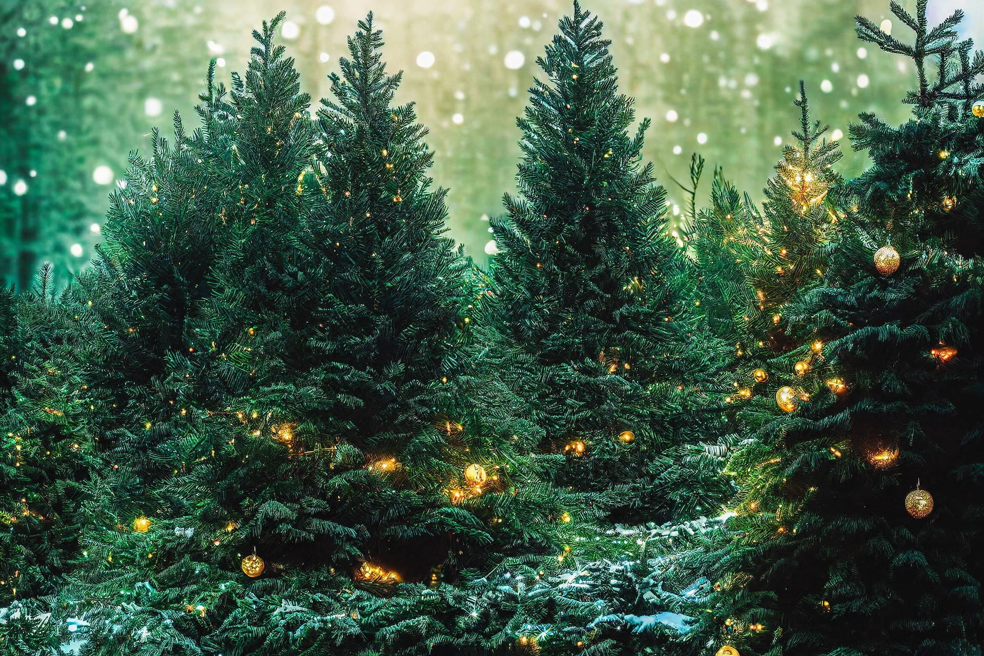 Christmas Forest, evergreen trees, string lights, Full HD Desktop Wallpaper