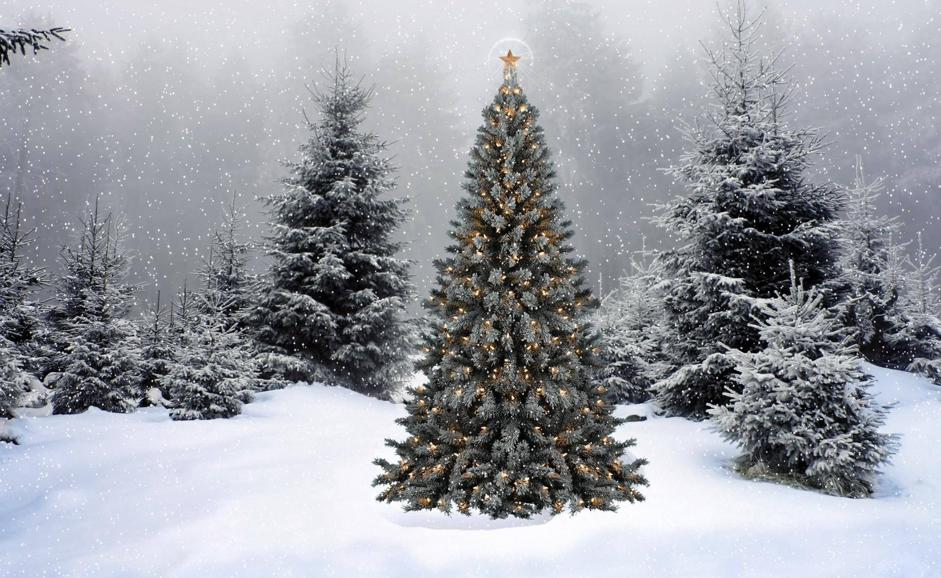 Winter Christmas Tree, snow-covered Christmas tree, warm lights, Full HD Desktop Wallpaper
