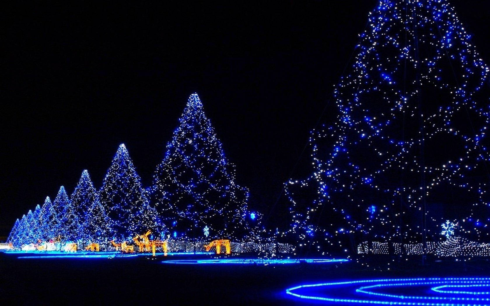 blue-lit Christmas trees, glowing pathways, snowy winter wonderland, HD Desktop Wallpaper