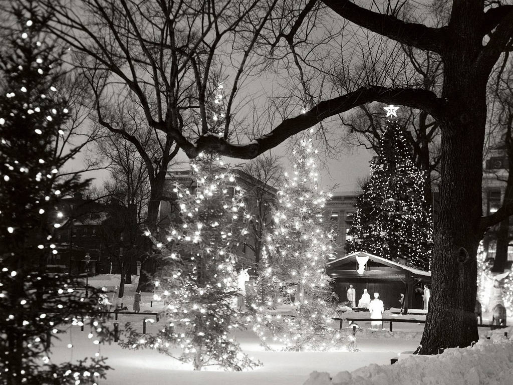 Black Christmas Trees, snow, park, SD Desktop Wallpaper