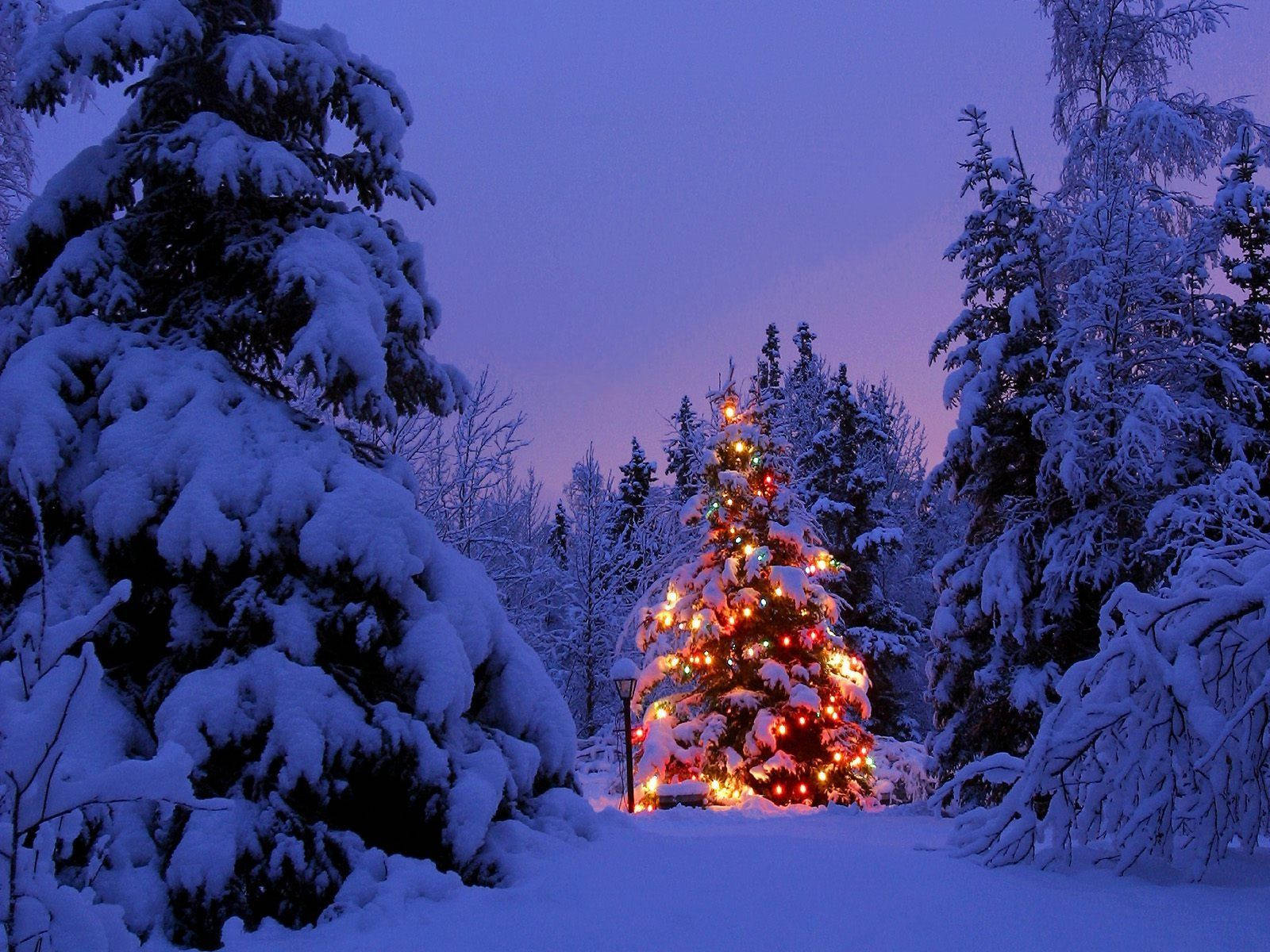 Christmas Forest, snow-covered evergreen tree, string lights, HD Desktop Wallpaper