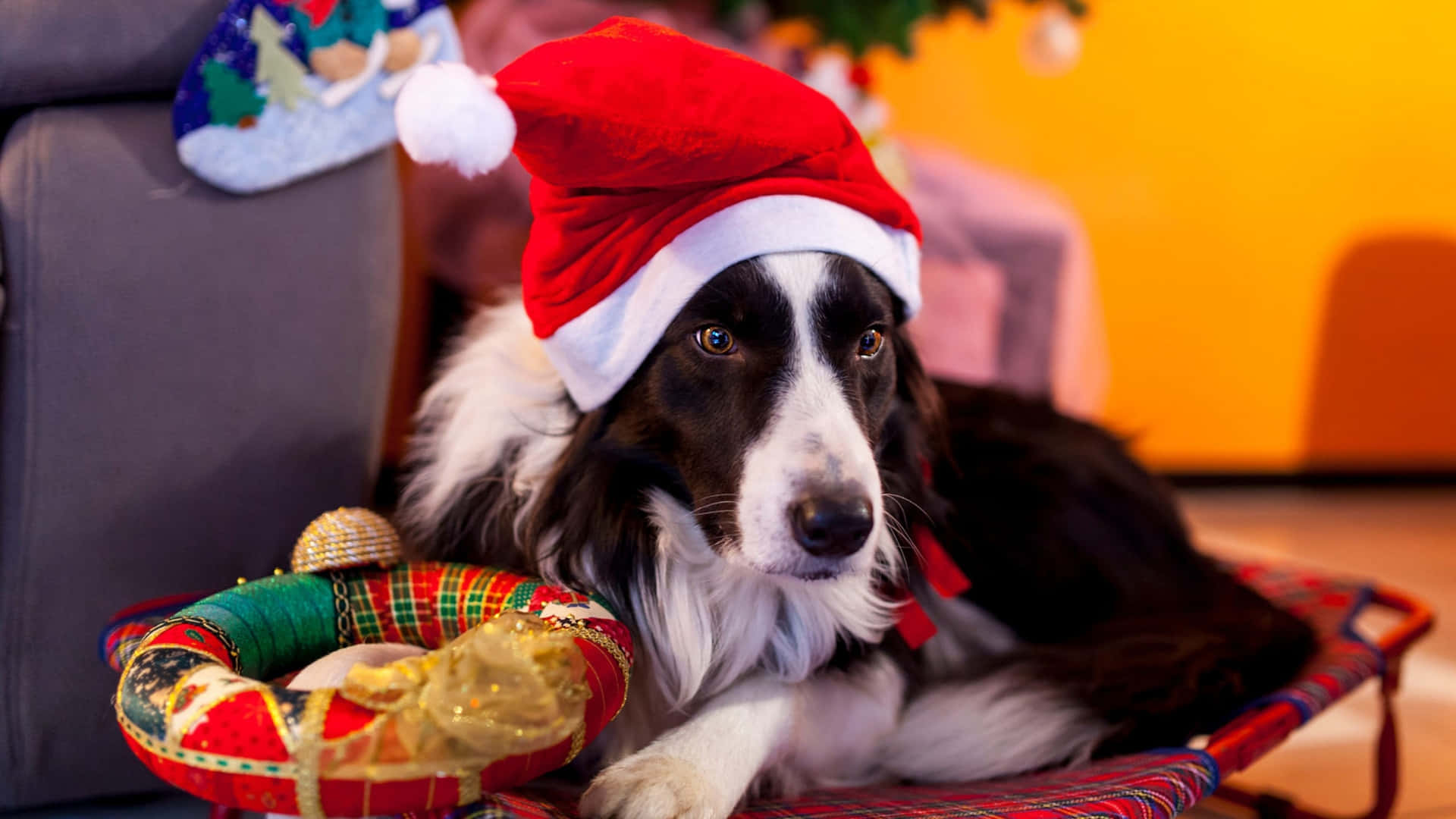 border collie, red Santa hat, plaid cushion, Full HD Desktop Wallpaper