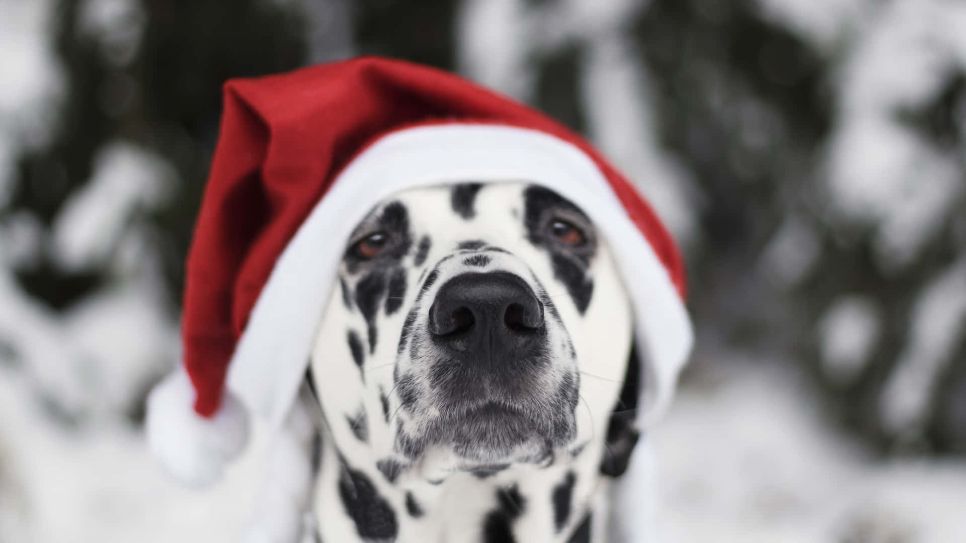 dalmatian, red and white santa hat, snowy winter forest, Full HD Desktop Wallpaper