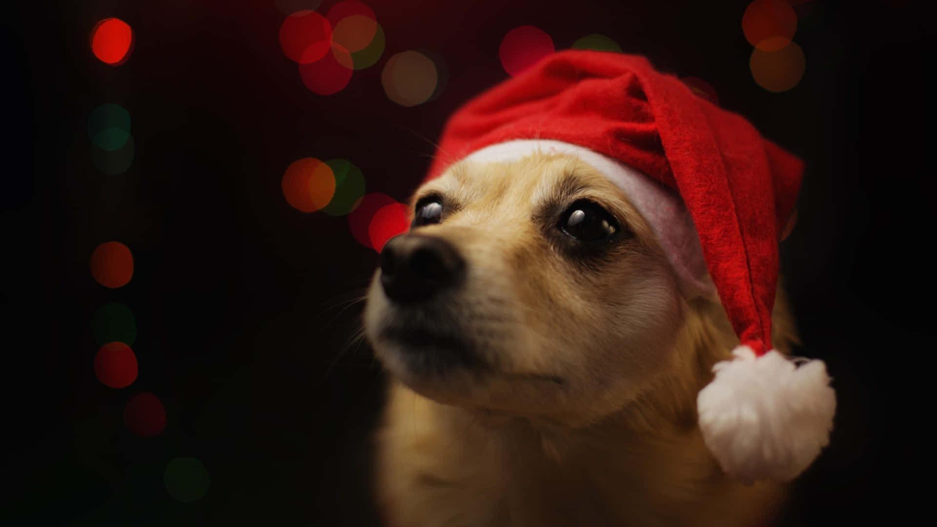 golden dog, red Santa hat, dark backdrop, Full HD Desktop Wallpaper