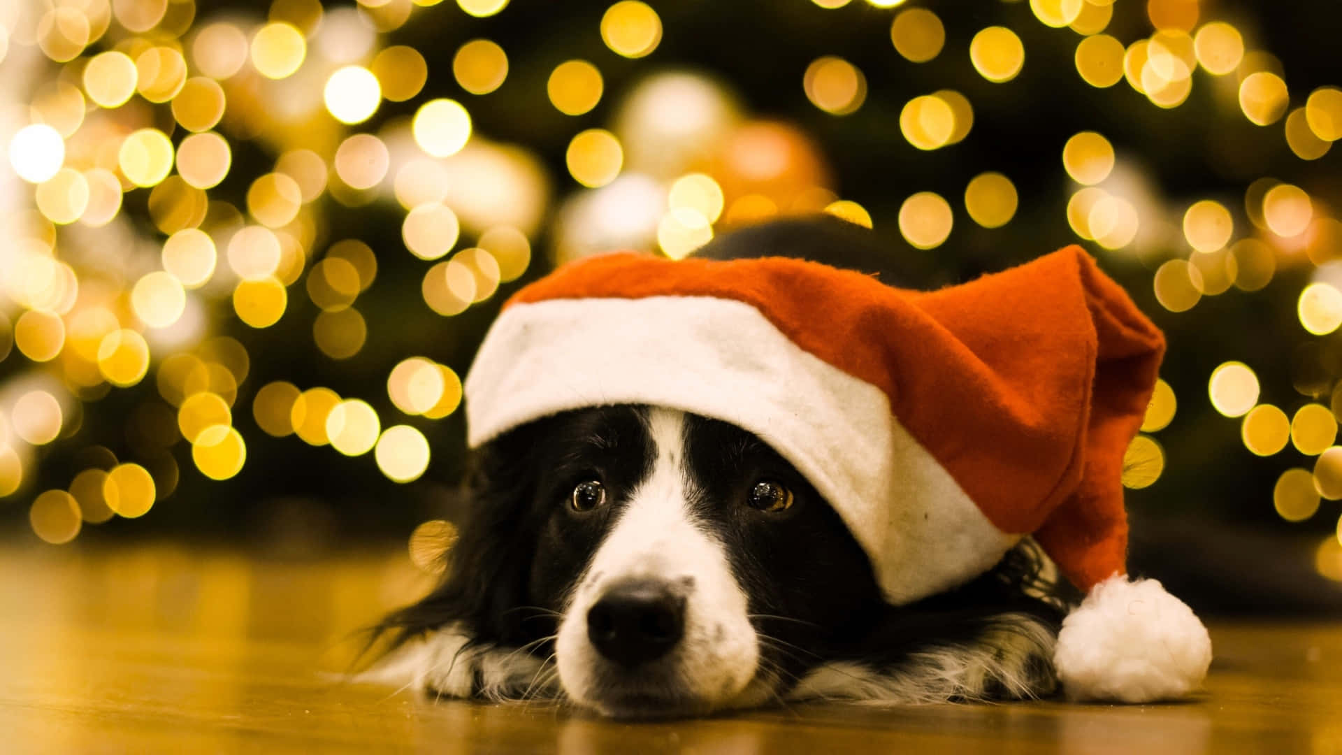 border collie, red and white Santa hat, wooden floor, Full HD Desktop Wallpaper