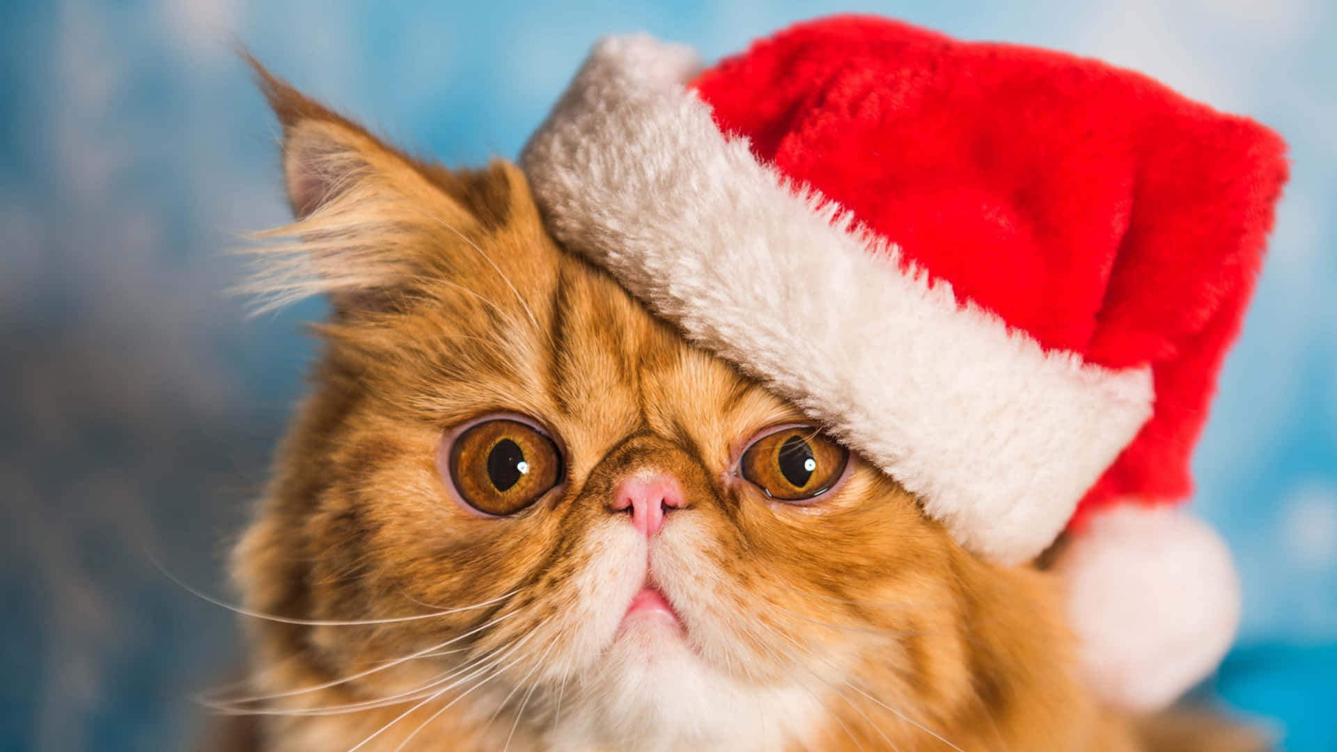 orange Persian cat, red Santa hat, soft blue background, Full HD Desktop Wallpaper