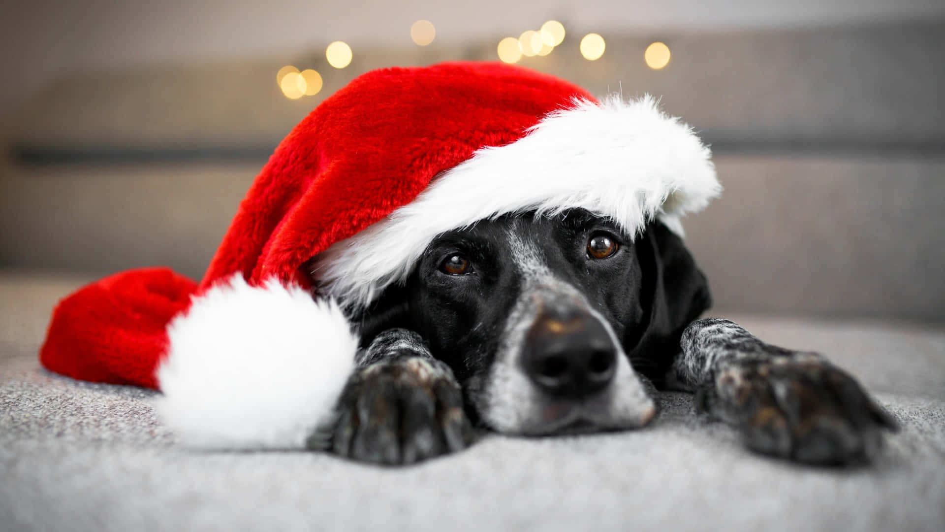 black and white dog, red Santa hat, gray couch, Full HD Desktop Wallpaper