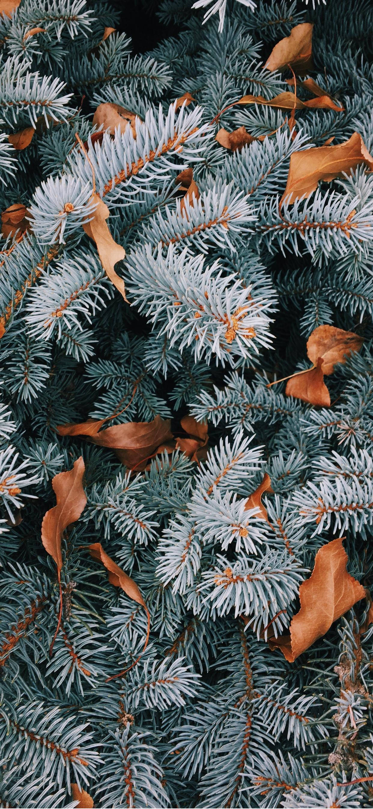 Pine Tree Leaves, Christmas iPhone, frost-dusted evergreen branches, 2K Phone Wallpaper