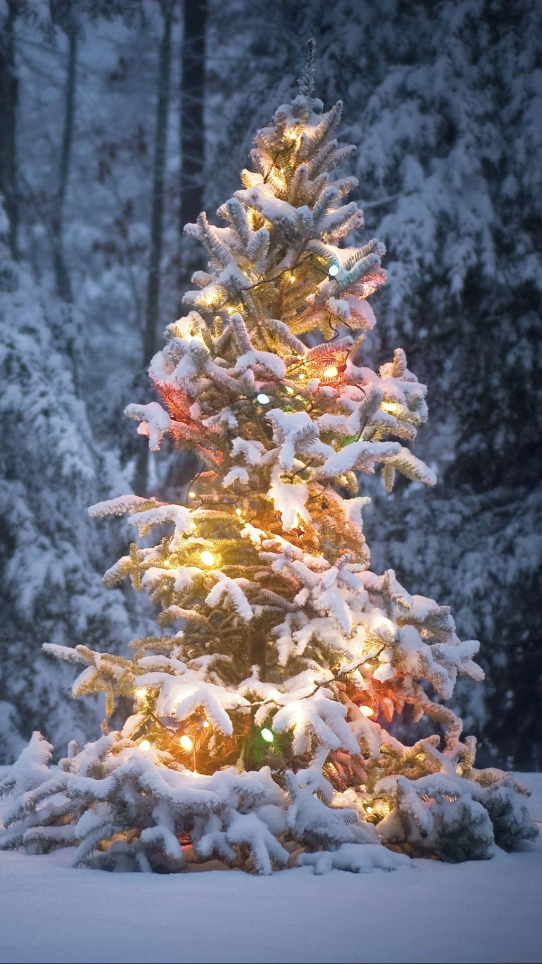 iPhone, Christmas tree, snow-covered evergreen tree, Full HD Phone Wallpaper
