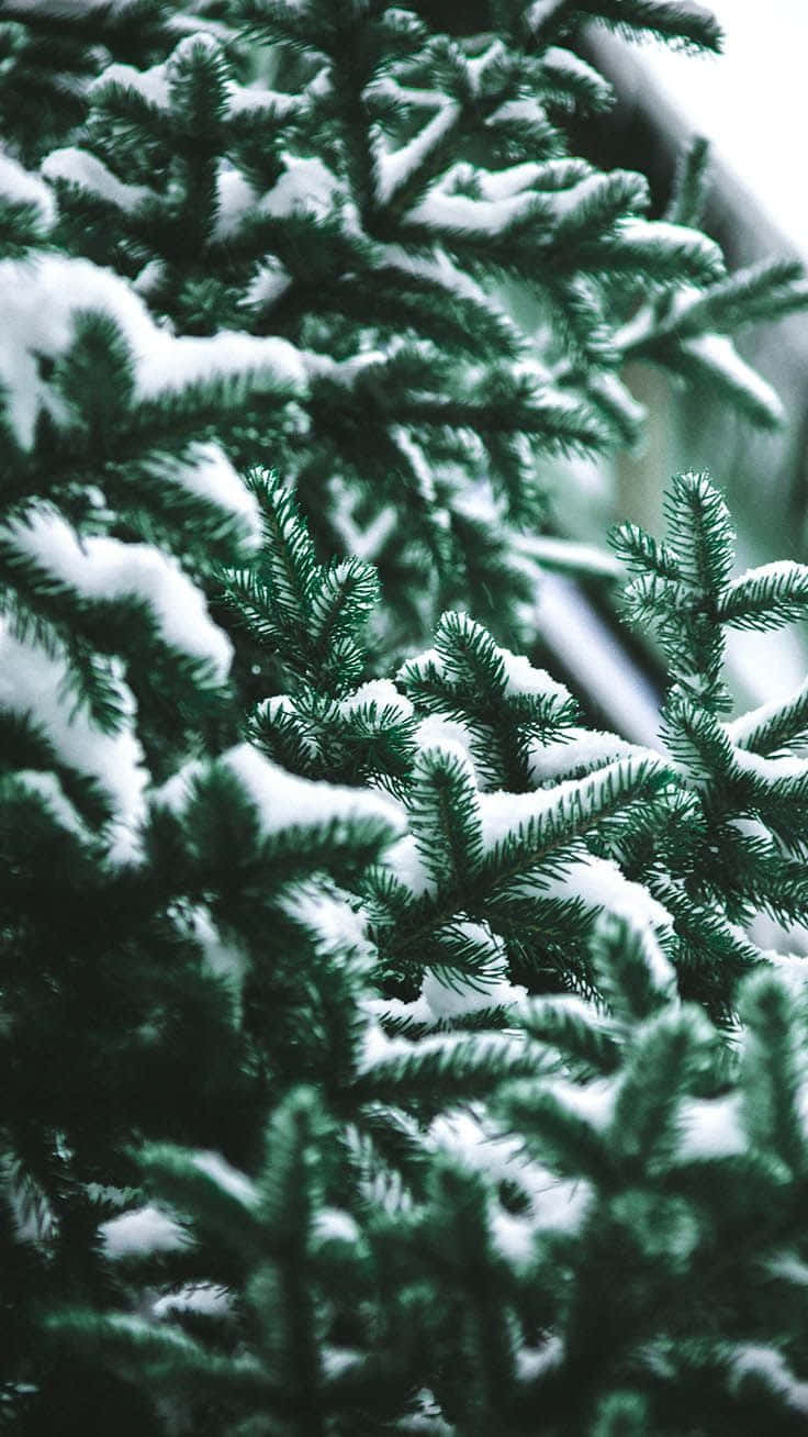 iPhone, Christmas, snow, HD Phone Wallpaper