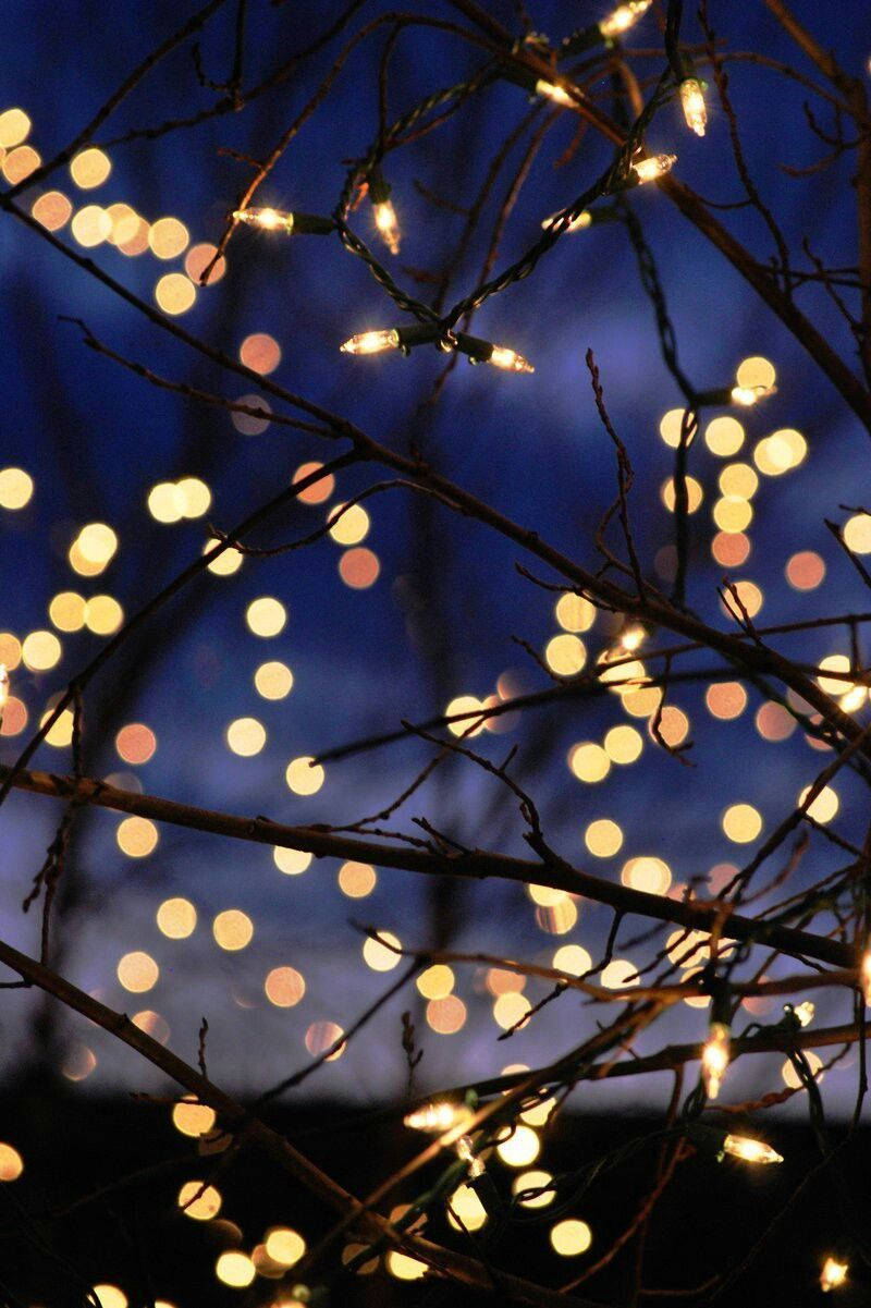 Christmas lights aesthetic, twinkling string lights, dark tree branches, SD Phone Wallpaper