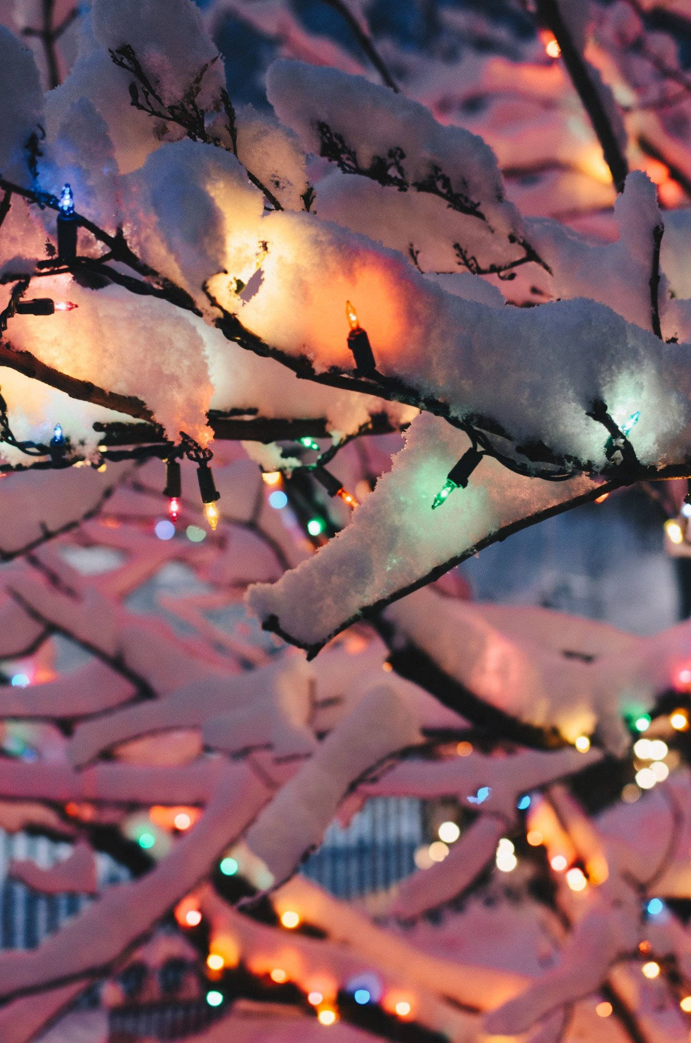 Christmas Lights Aesthetic, snow-laden tree branches, colorful string lights, Full HD Phone Wallpaper