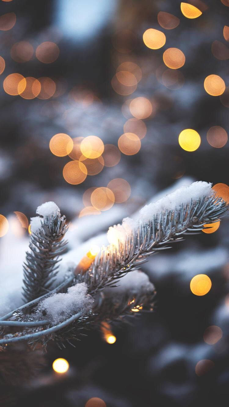 Christmas lights Aesthetic, snow dusted pine branches, warm bokeh lights, HD Phone Wallpaper