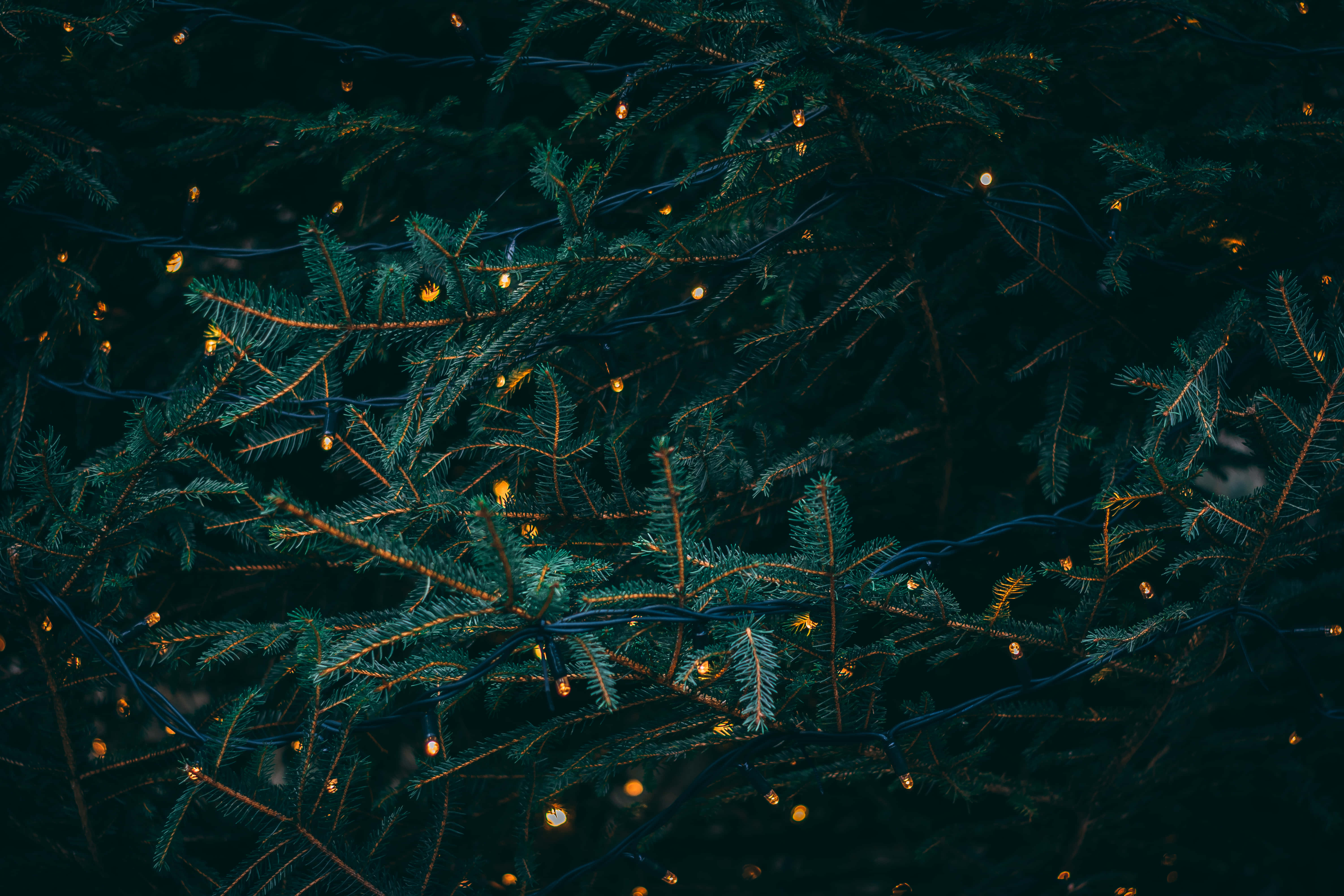 golden fairy lights, dark green pine branches, cozy nighttime scene, 5K Desktop Wallpaper