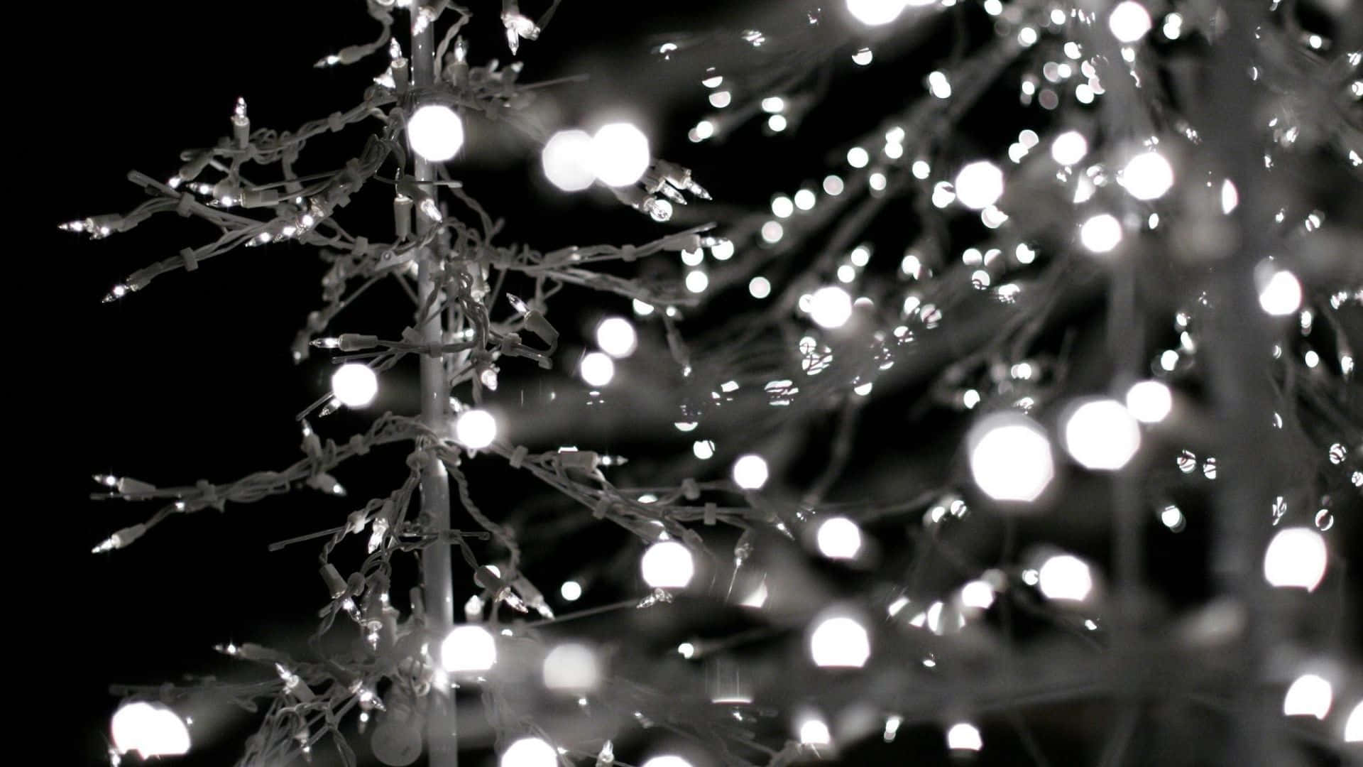 tree, white lights, string lights, Full HD Desktop Wallpaper