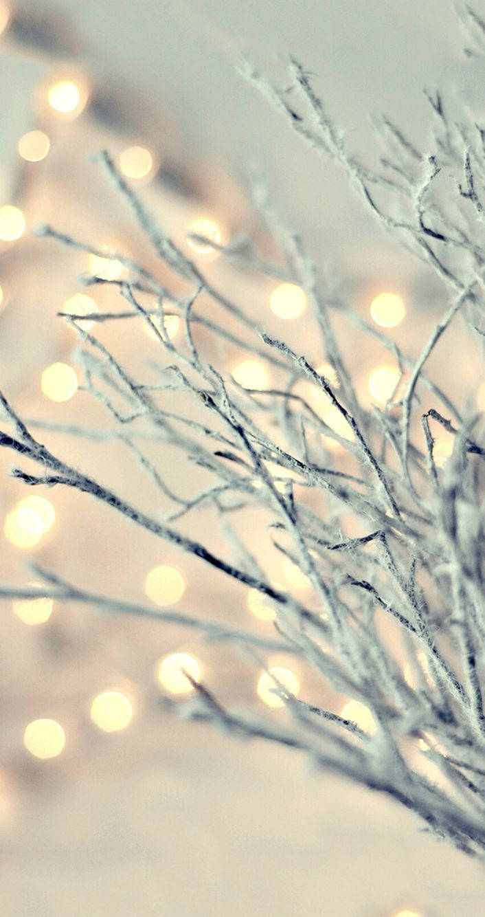 Christmas Lights iPhone, fairy lights, winter branches, HD Phone Wallpaper